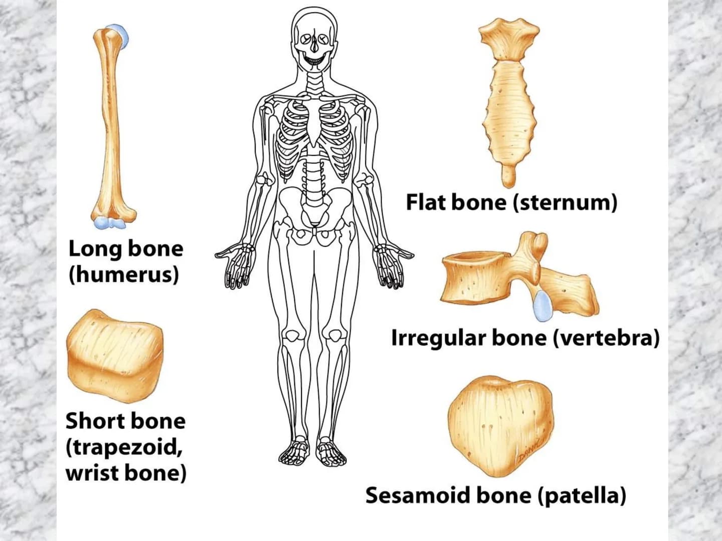 # APARATO
# LOCOMOTOR
HUESOS
ARTICULACIONES
MÚSCULOS Maxilla-
-Skull
Shoulder
joint
Humerus.
Elbowjoint
Radius
Ulna
Mandible
Clavicle