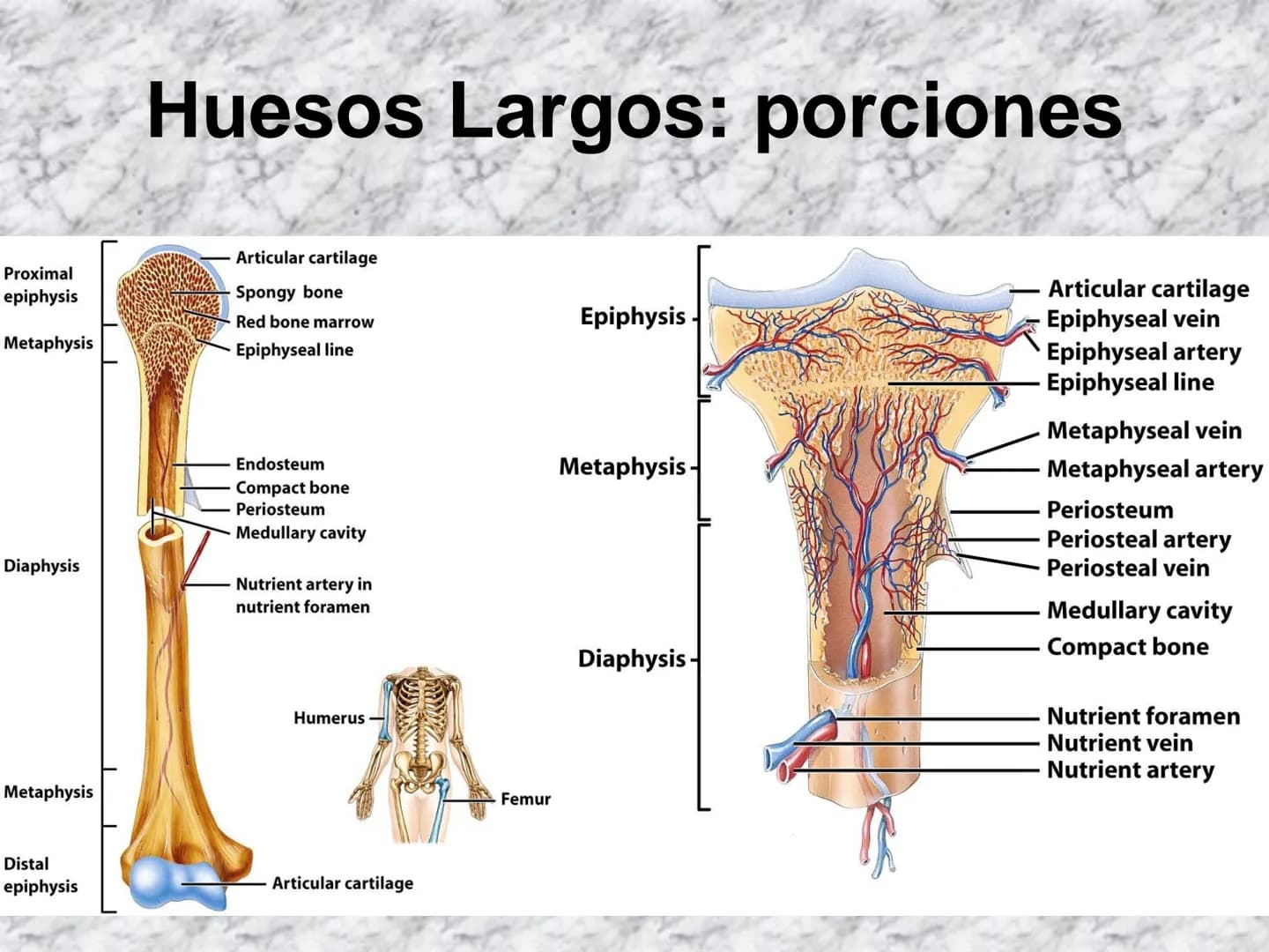 # APARATO
# LOCOMOTOR
HUESOS
ARTICULACIONES
MÚSCULOS Maxilla-
-Skull
Shoulder
joint
Humerus.
Elbowjoint
Radius
Ulna
Mandible
Clavicle