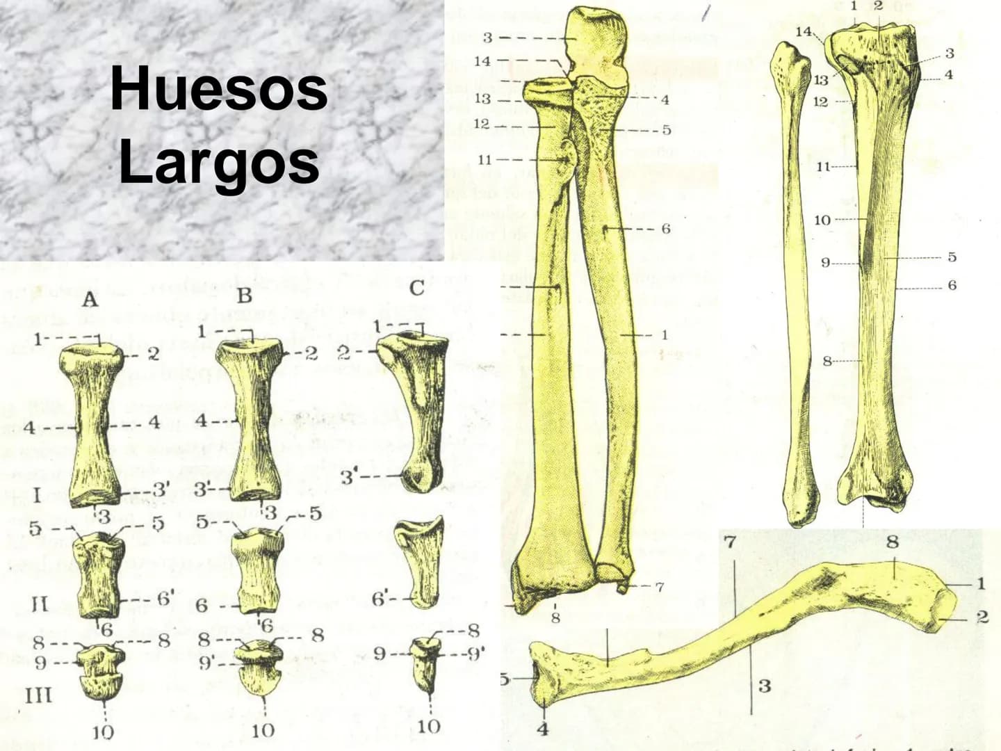# APARATO
# LOCOMOTOR
HUESOS
ARTICULACIONES
MÚSCULOS Maxilla-
-Skull
Shoulder
joint
Humerus.
Elbowjoint
Radius
Ulna
Mandible
Clavicle