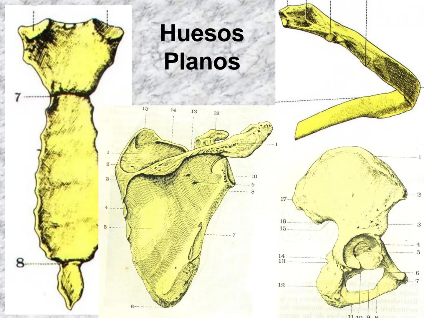 # APARATO
# LOCOMOTOR
HUESOS
ARTICULACIONES
MÚSCULOS Maxilla-
-Skull
Shoulder
joint
Humerus.
Elbowjoint
Radius
Ulna
Mandible
Clavicle