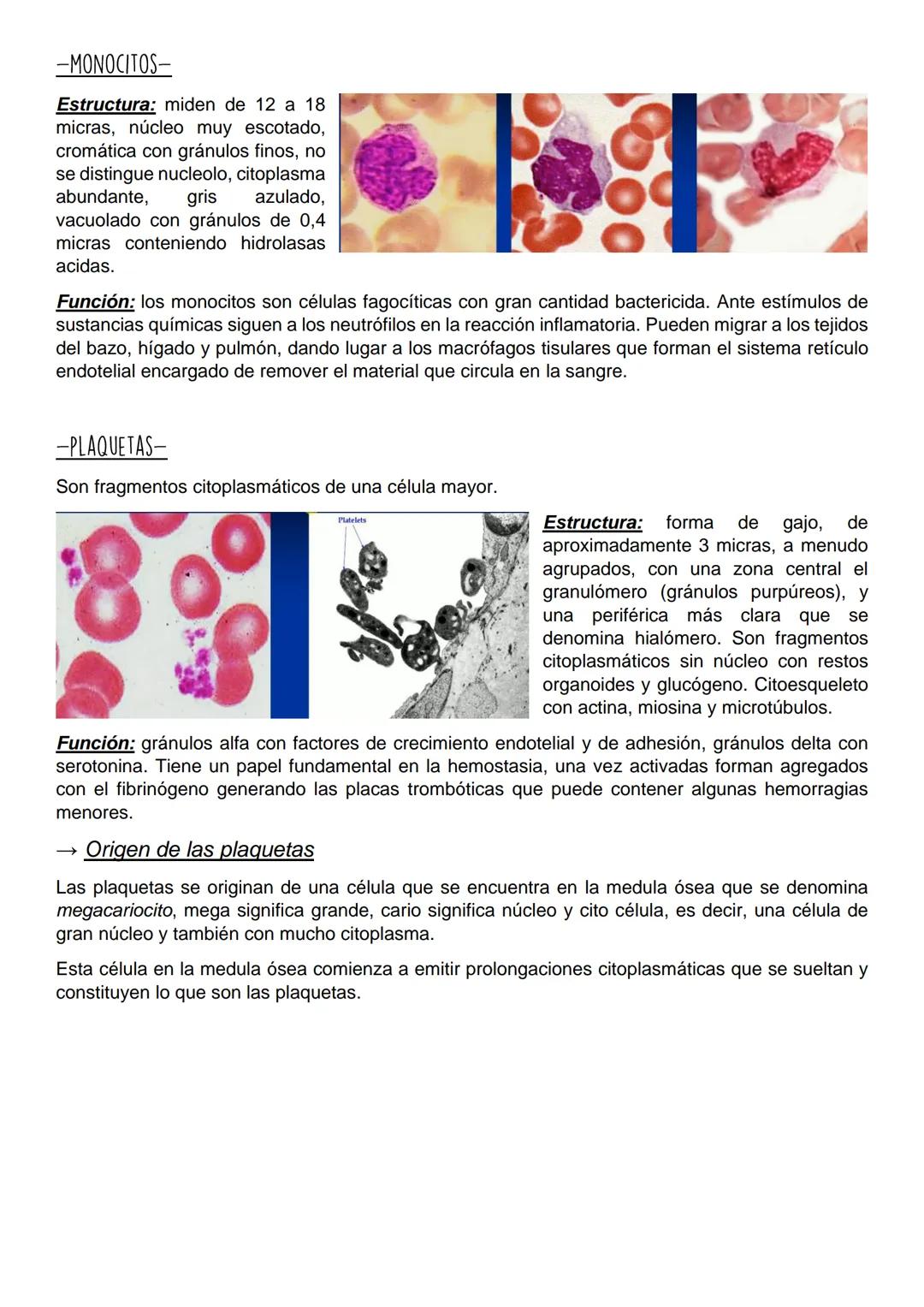 -SEMINARIO DE SANGRE Y HEMATOPOYESIS-
La sangre es una forma especializada de tejido conectivo que se caracteriza por estar compuesta
por un