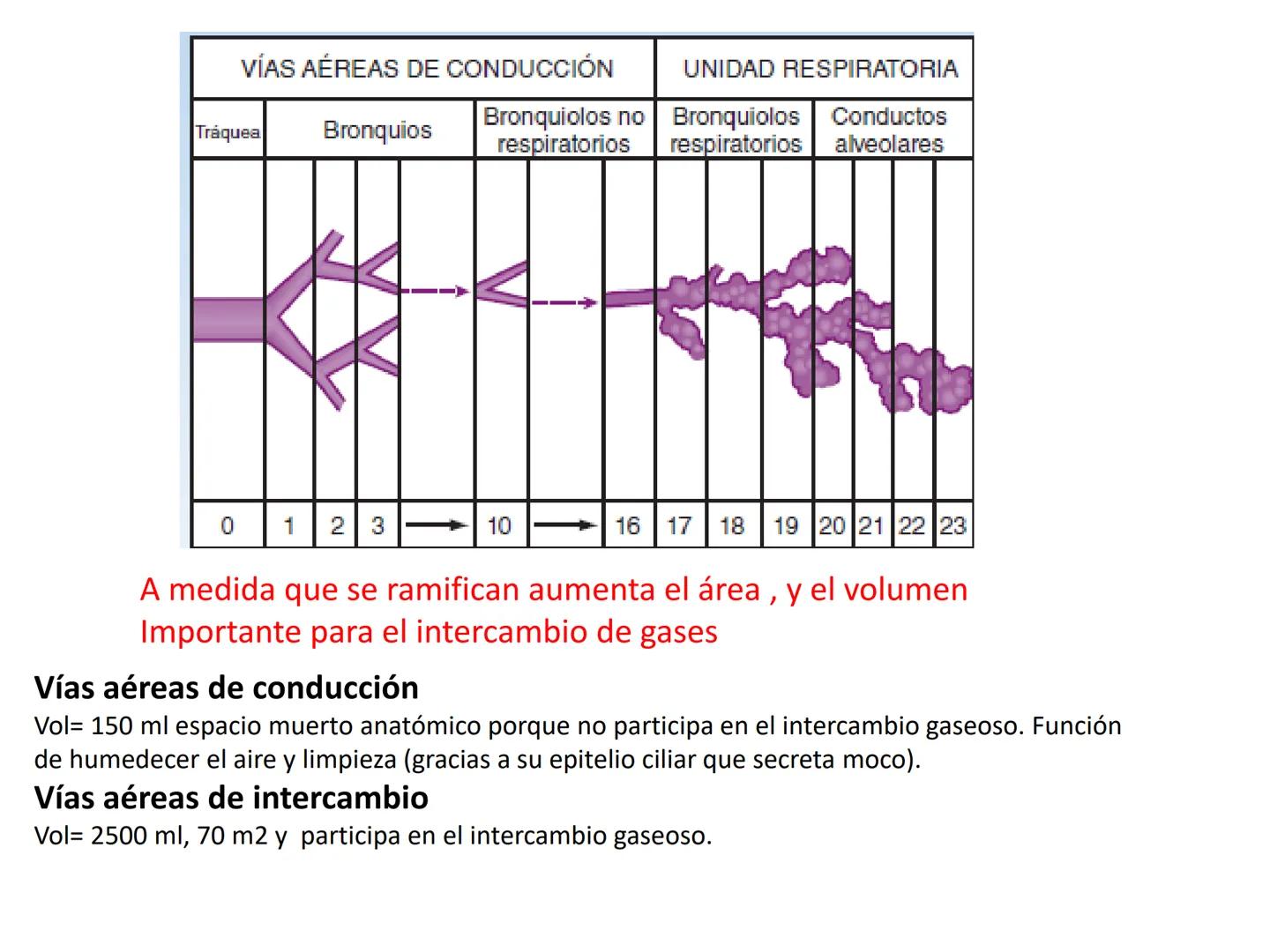 Dra Alejandra Yeves
Antes de comenzar con la clase de sistema respiratorio vamos a
ver una pequeña introducción de sistema cardiovascular..
