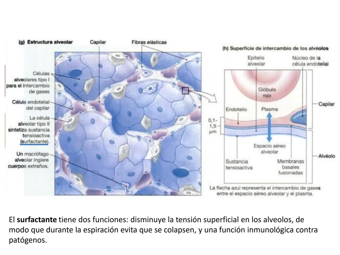 Dra Alejandra Yeves
Antes de comenzar con la clase de sistema respiratorio vamos a
ver una pequeña introducción de sistema cardiovascular..