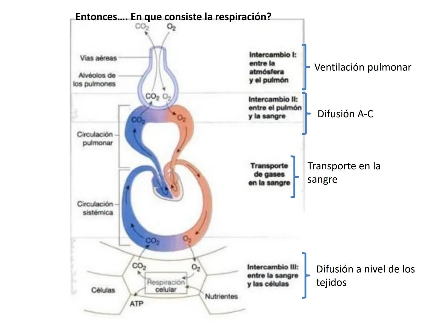 Dra Alejandra Yeves
Antes de comenzar con la clase de sistema respiratorio vamos a
ver una pequeña introducción de sistema cardiovascular..