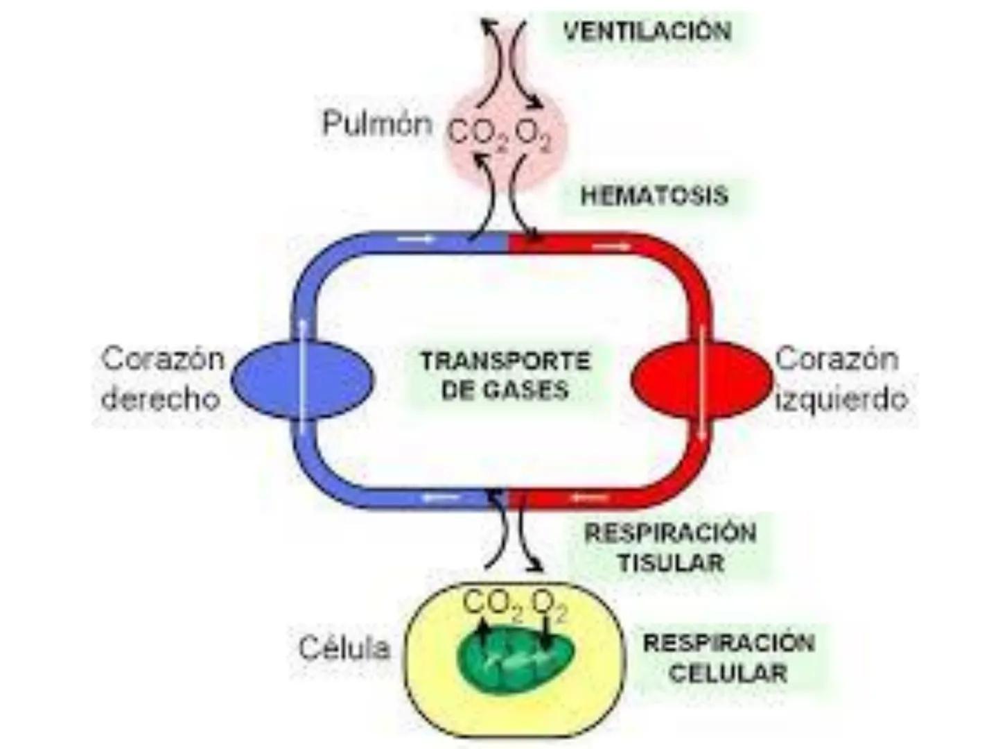 Dra Alejandra Yeves
Antes de comenzar con la clase de sistema respiratorio vamos a
ver una pequeña introducción de sistema cardiovascular..