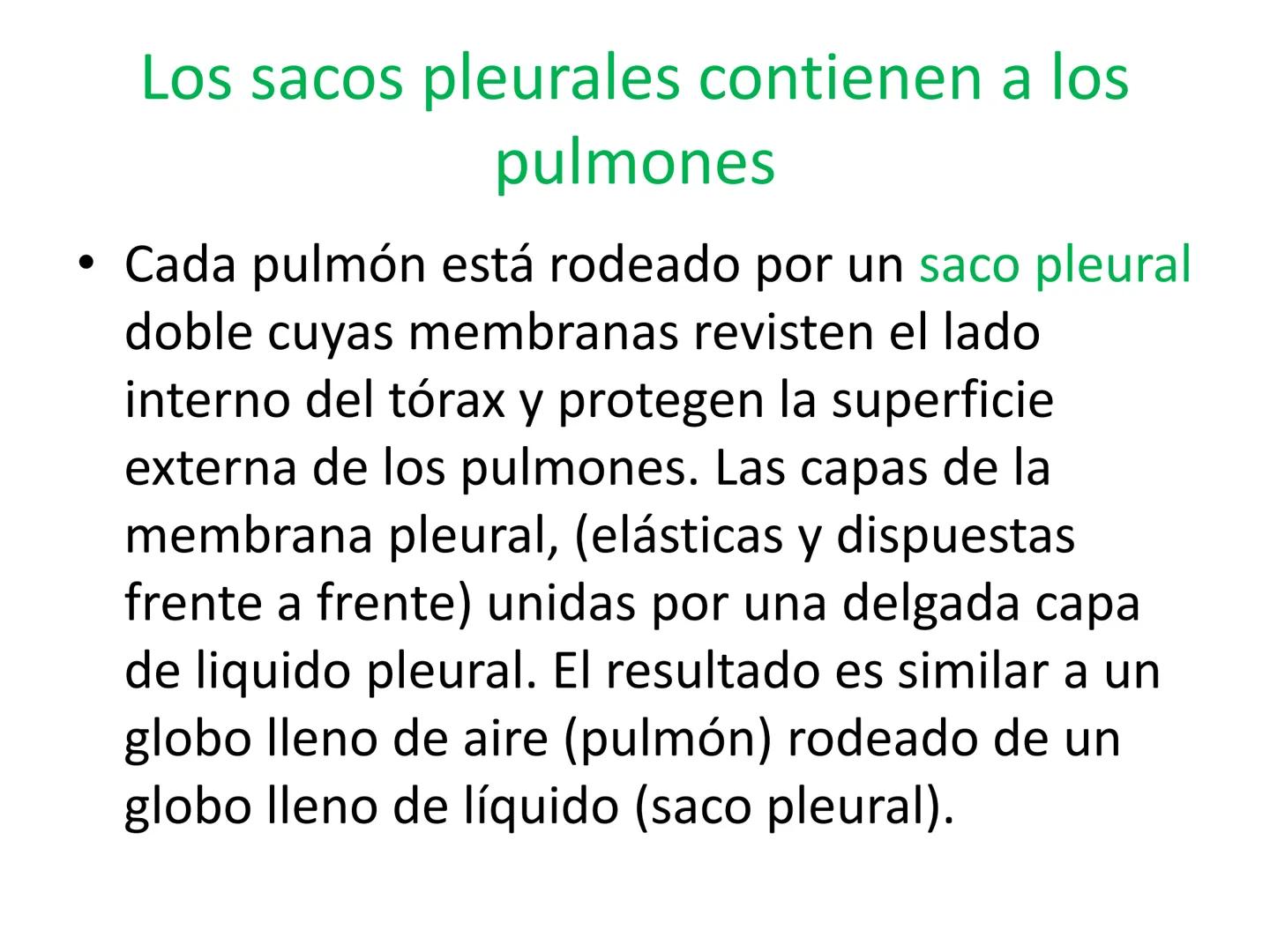 Dra Alejandra Yeves
Antes de comenzar con la clase de sistema respiratorio vamos a
ver una pequeña introducción de sistema cardiovascular..