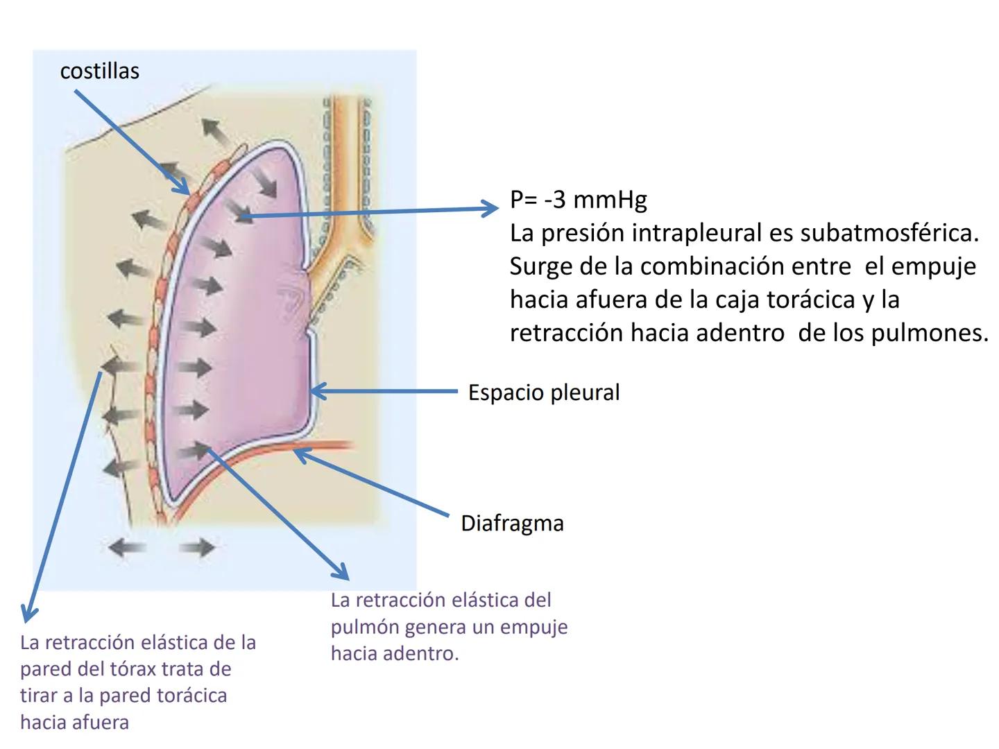 Dra Alejandra Yeves
Antes de comenzar con la clase de sistema respiratorio vamos a
ver una pequeña introducción de sistema cardiovascular..