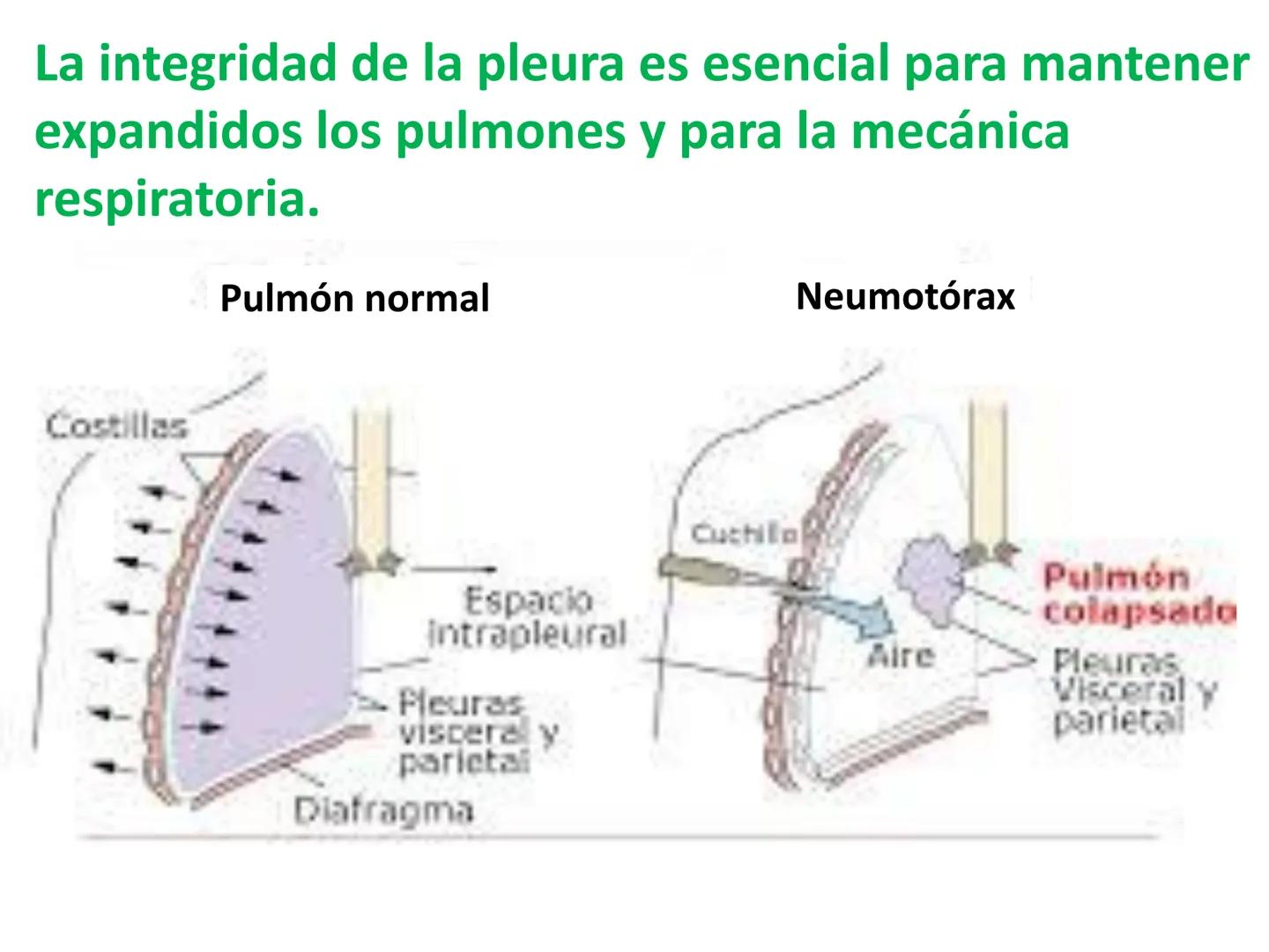 Dra Alejandra Yeves
Antes de comenzar con la clase de sistema respiratorio vamos a
ver una pequeña introducción de sistema cardiovascular..