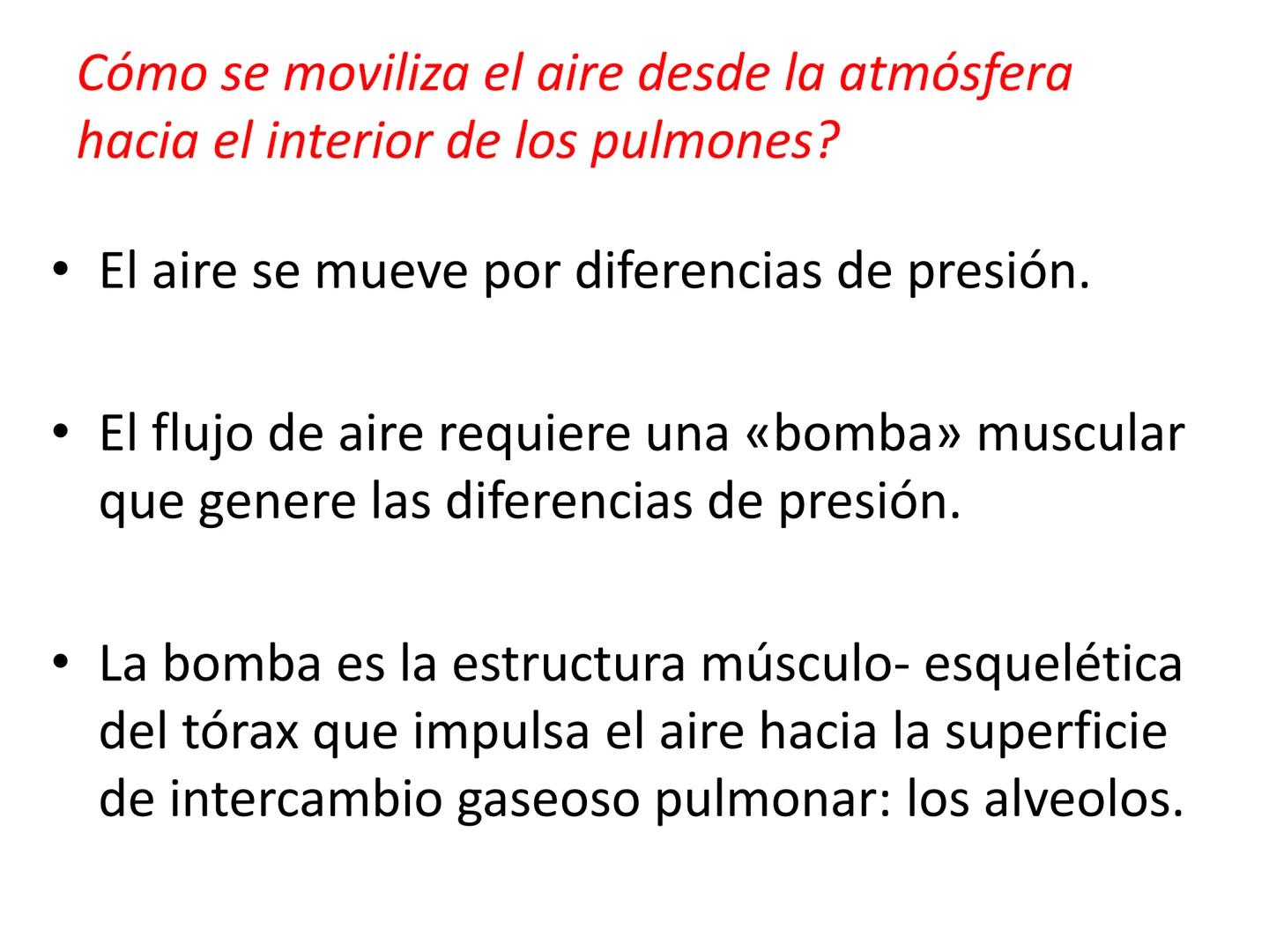 Dra Alejandra Yeves
Antes de comenzar con la clase de sistema respiratorio vamos a
ver una pequeña introducción de sistema cardiovascular..