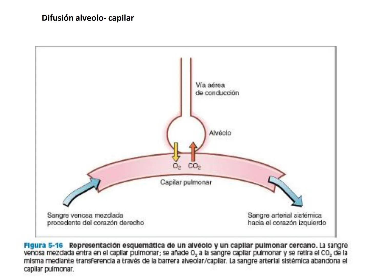 Dra Alejandra Yeves
Antes de comenzar con la clase de sistema respiratorio vamos a
ver una pequeña introducción de sistema cardiovascular..