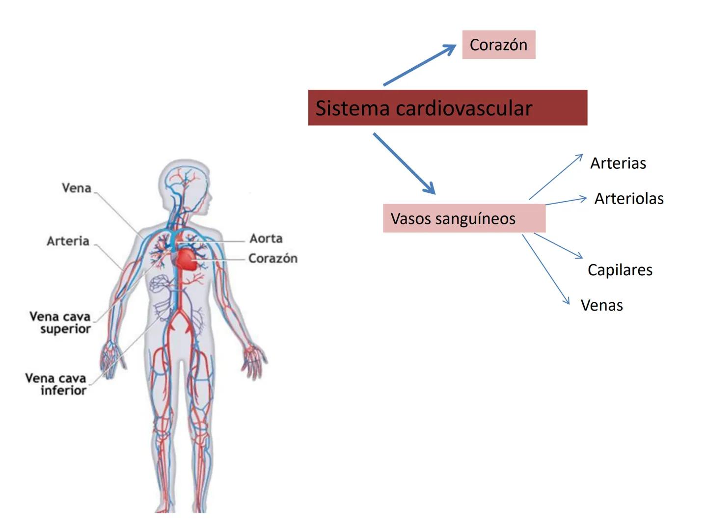 Dra Alejandra Yeves
Antes de comenzar con la clase de sistema respiratorio vamos a
ver una pequeña introducción de sistema cardiovascular..