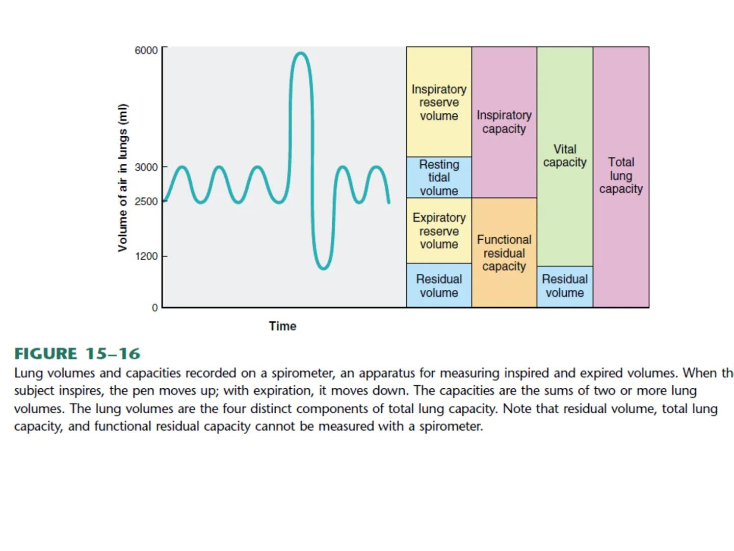 Dra Alejandra Yeves
Antes de comenzar con la clase de sistema respiratorio vamos a
ver una pequeña introducción de sistema cardiovascular..