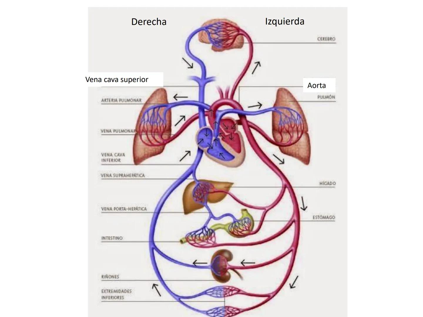 Dra Alejandra Yeves
Antes de comenzar con la clase de sistema respiratorio vamos a
ver una pequeña introducción de sistema cardiovascular..