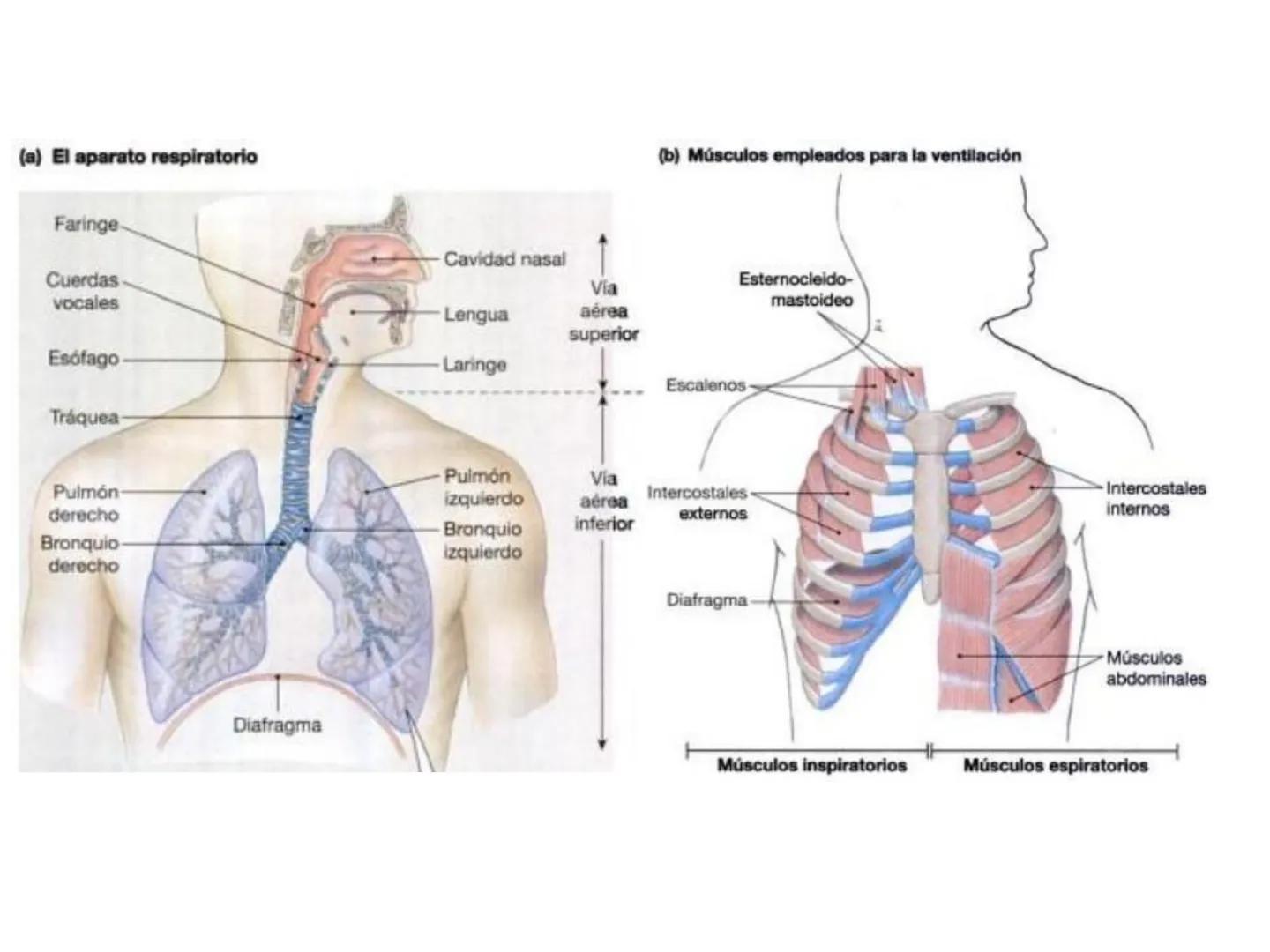 Dra Alejandra Yeves
Antes de comenzar con la clase de sistema respiratorio vamos a
ver una pequeña introducción de sistema cardiovascular..