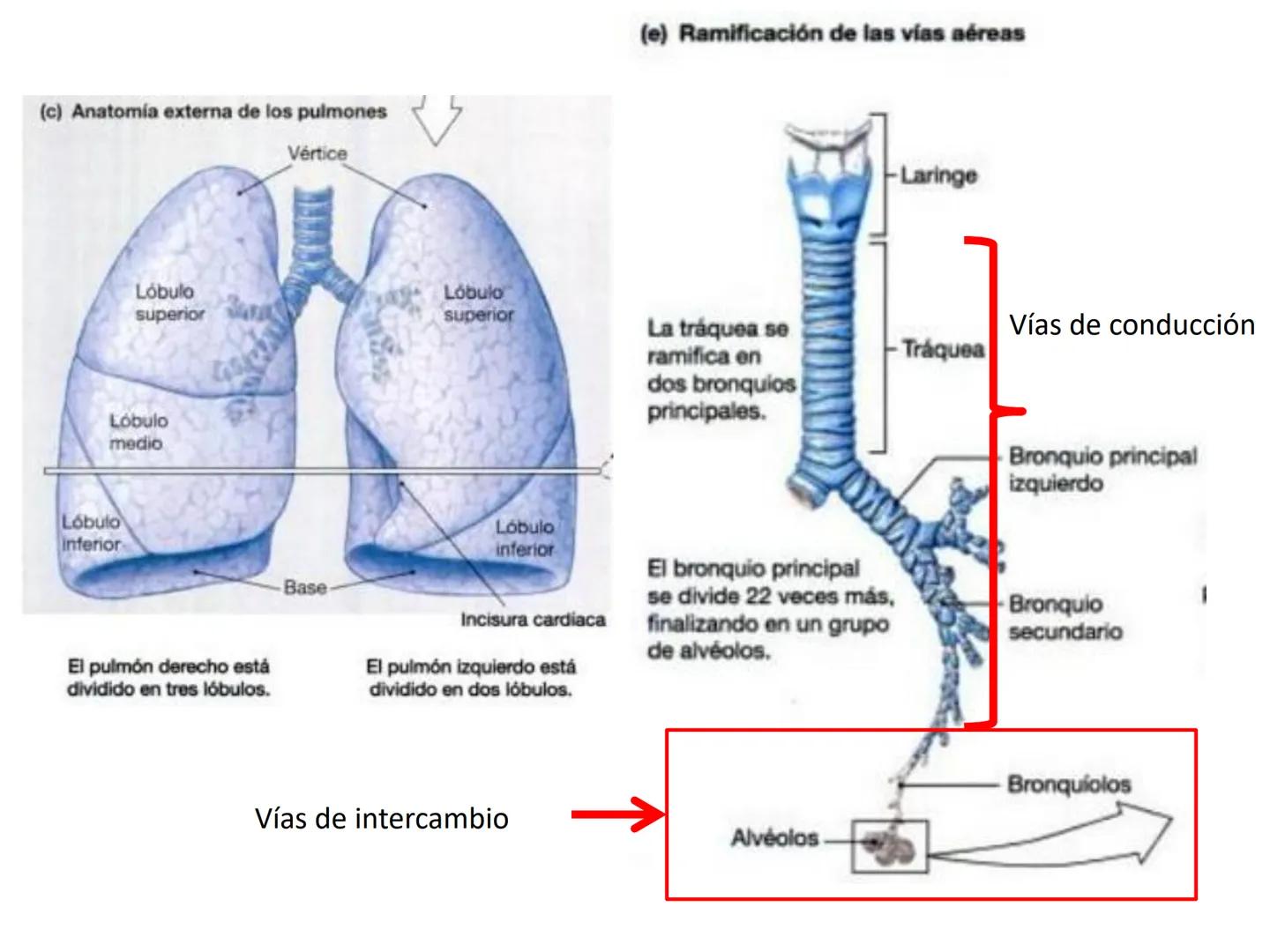 Dra Alejandra Yeves
Antes de comenzar con la clase de sistema respiratorio vamos a
ver una pequeña introducción de sistema cardiovascular..
