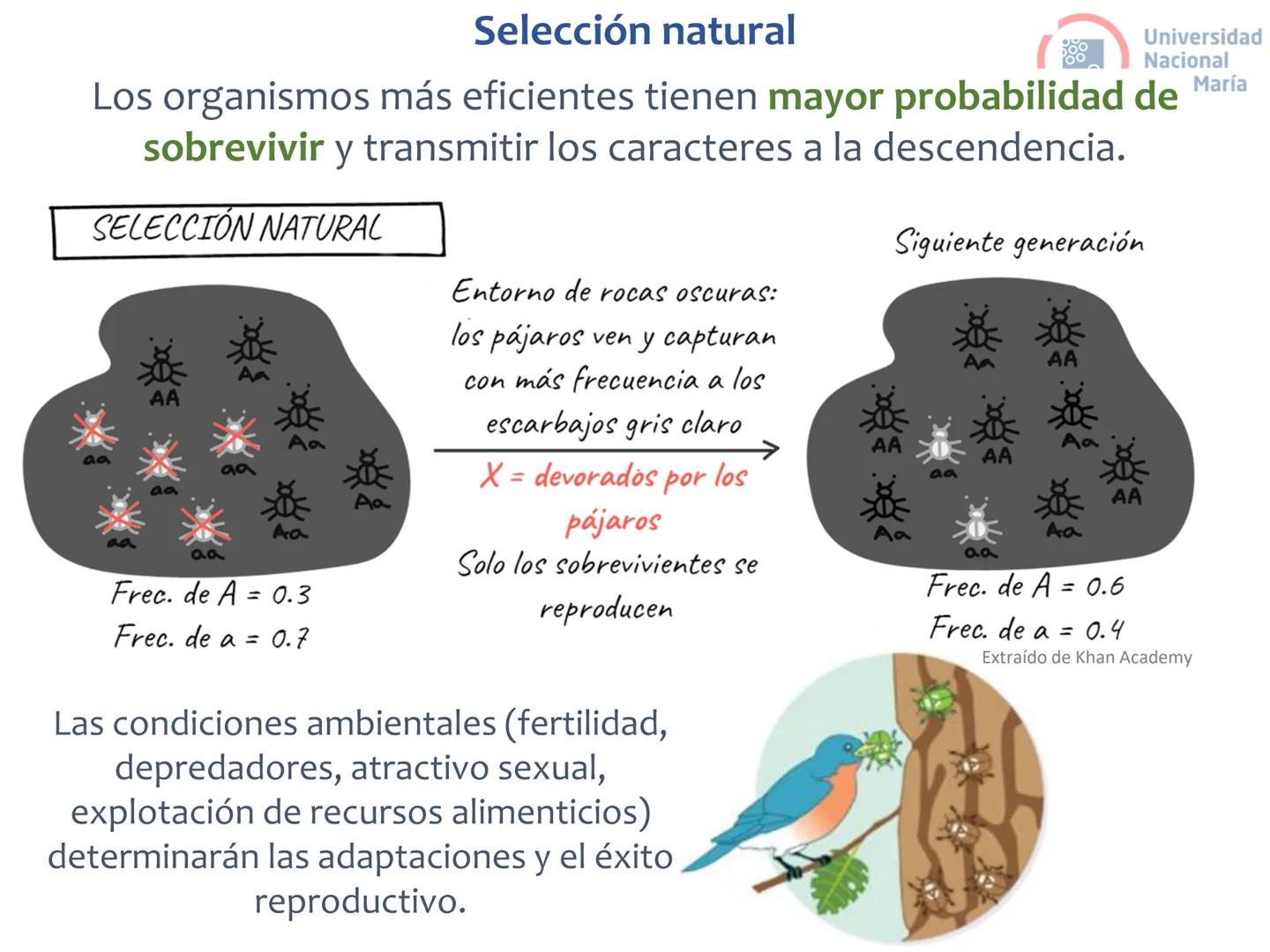 # Curso de ingreso Medicina 2024-2025
# BIOLOGÍA
# Unidad 6: Evolución
27-02-2025
Bioq. María Virginia Lanza
Dra. Lucía Rodríguez
Unive