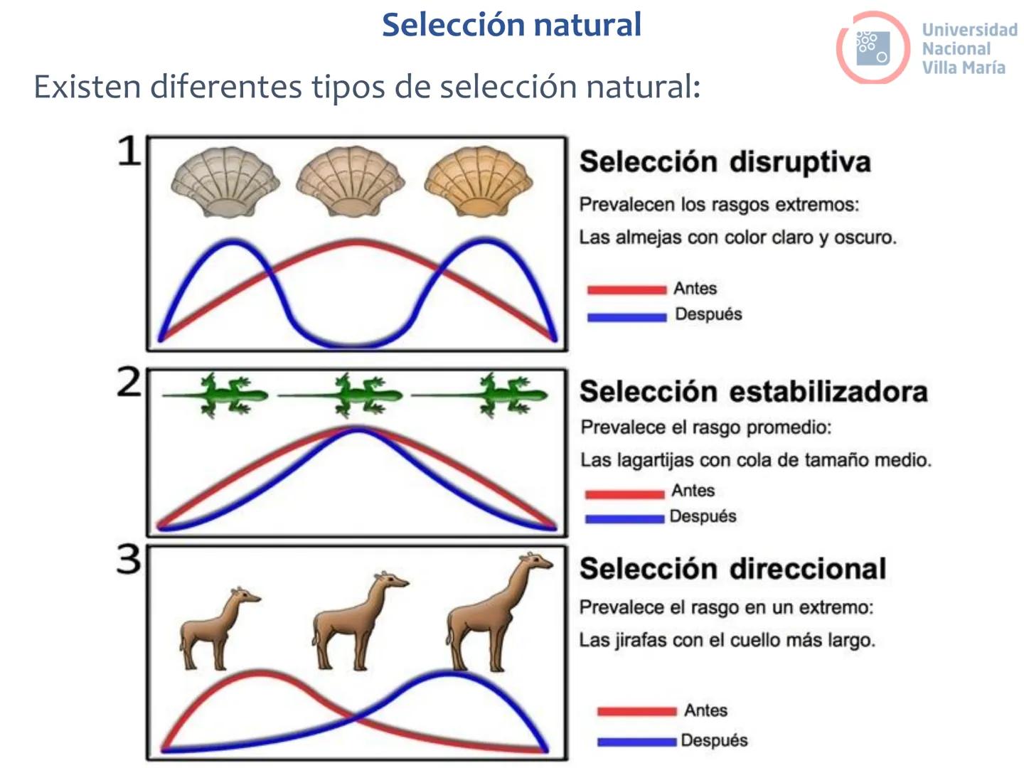 # Curso de ingreso Medicina 2024-2025
# BIOLOGÍA
# Unidad 6: Evolución
27-02-2025
Bioq. María Virginia Lanza
Dra. Lucía Rodríguez
Unive