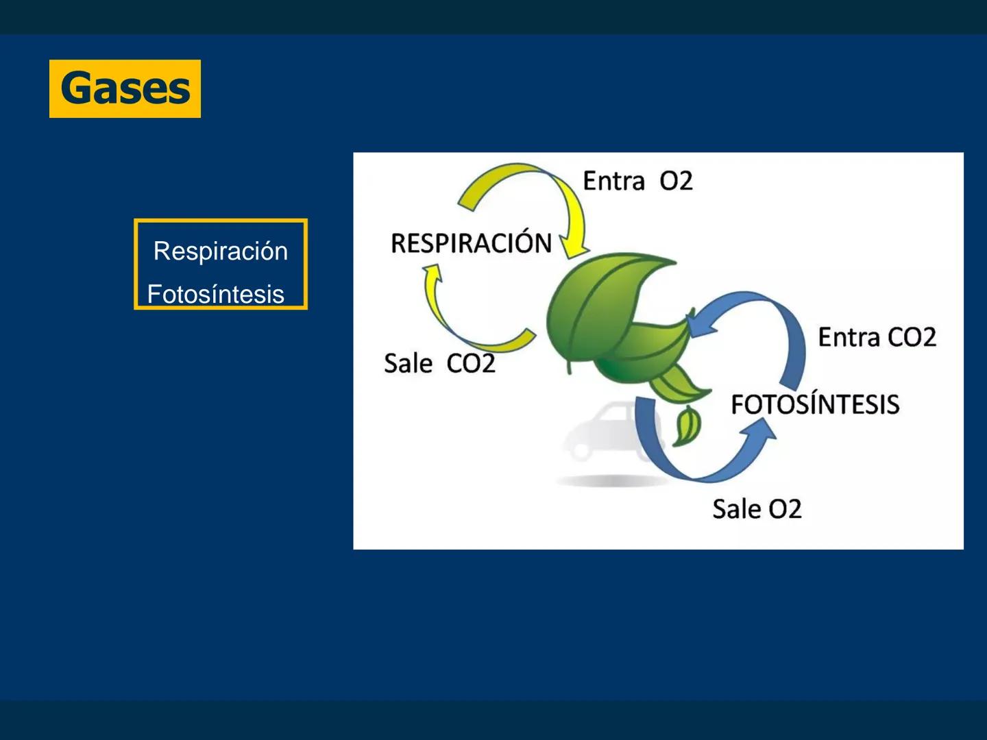 # Biomoléculas
Dra. Catiana Zampini
2019 # ¿Que compartimos todos los seres vivos? # Bioelementos
Elementos químicos que constituyen los se