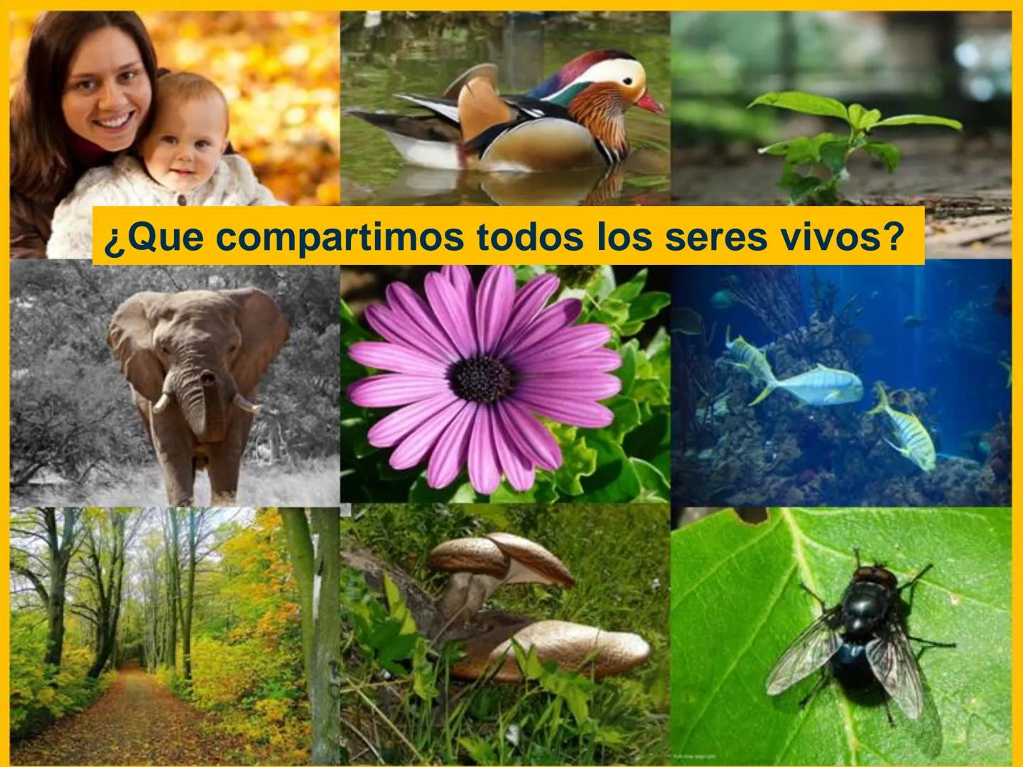 # Biomoléculas
Dra. Catiana Zampini
2019 # ¿Que compartimos todos los seres vivos? # Bioelementos
Elementos químicos que constituyen los se