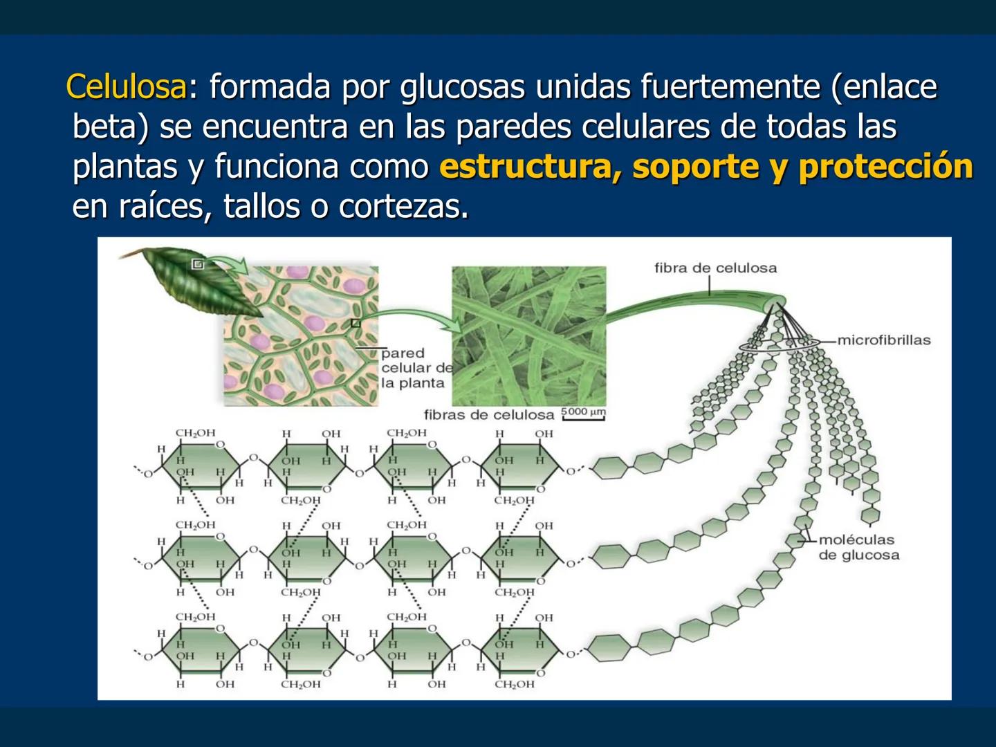 # Biomoléculas
Dra. Catiana Zampini
2019 # ¿Que compartimos todos los seres vivos? # Bioelementos
Elementos químicos que constituyen los se