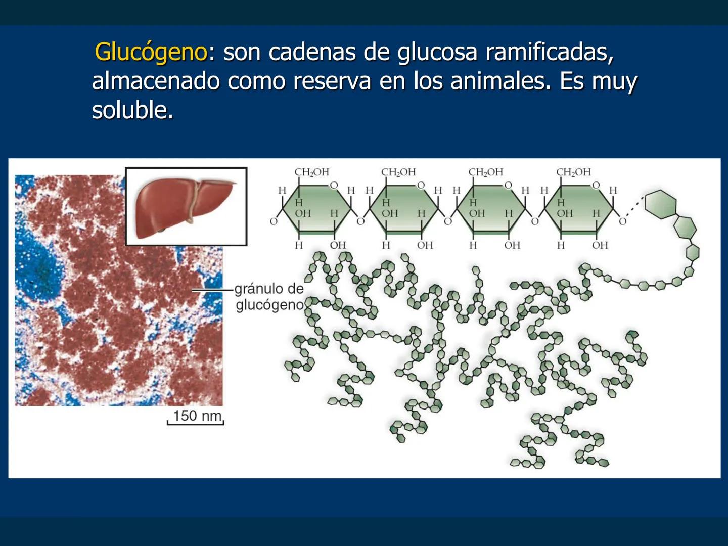 # Biomoléculas
Dra. Catiana Zampini
2019 # ¿Que compartimos todos los seres vivos? # Bioelementos
Elementos químicos que constituyen los se