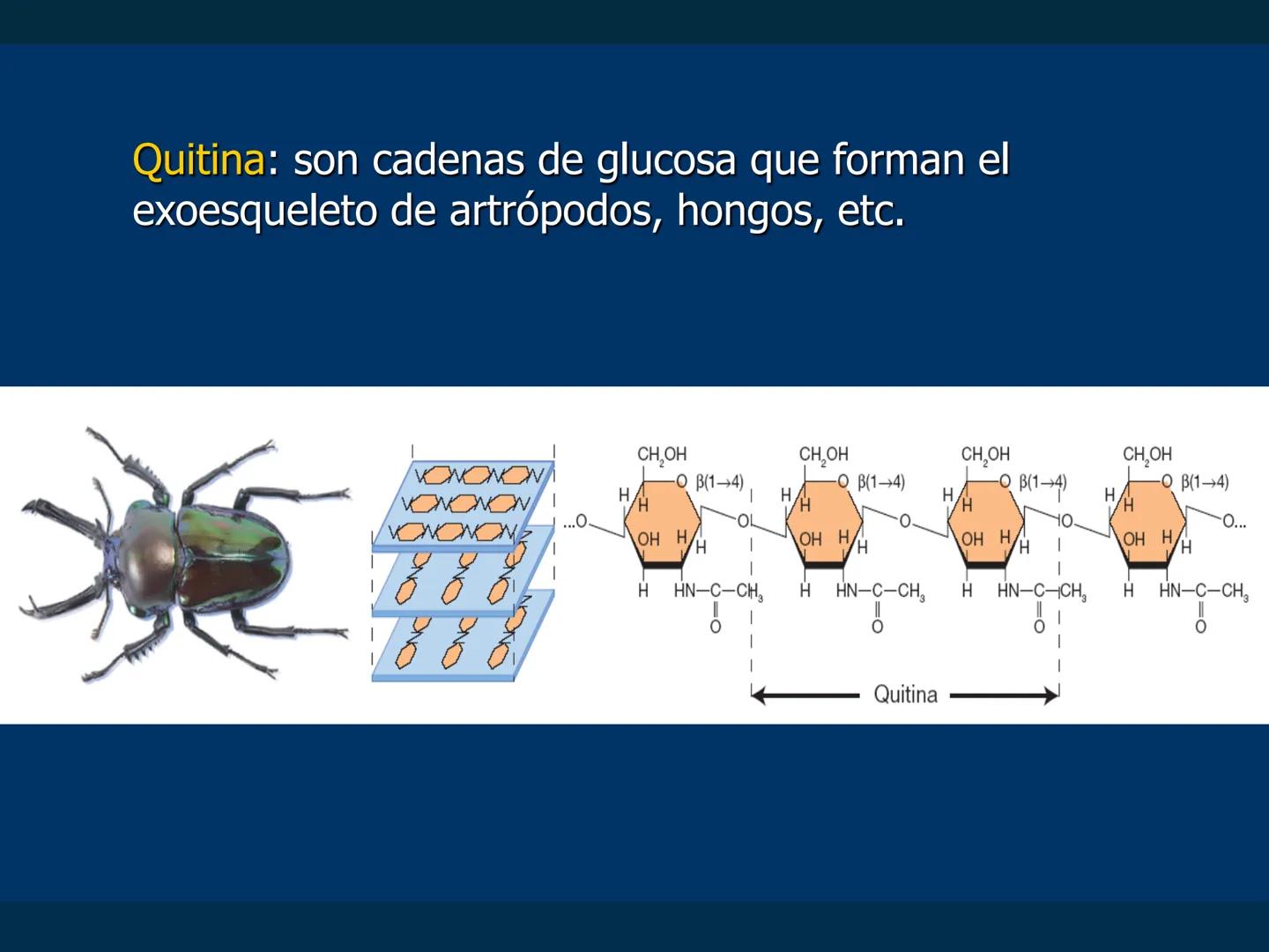 # Biomoléculas
Dra. Catiana Zampini
2019 # ¿Que compartimos todos los seres vivos? # Bioelementos
Elementos químicos que constituyen los se