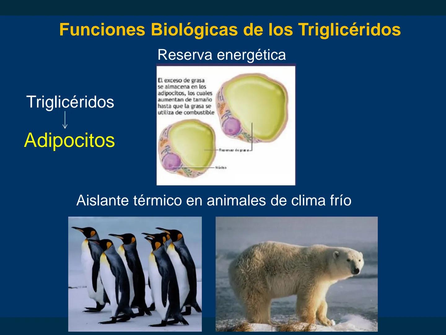 # Biomoléculas
Dra. Catiana Zampini
2019 # ¿Que compartimos todos los seres vivos? # Bioelementos
Elementos químicos que constituyen los se