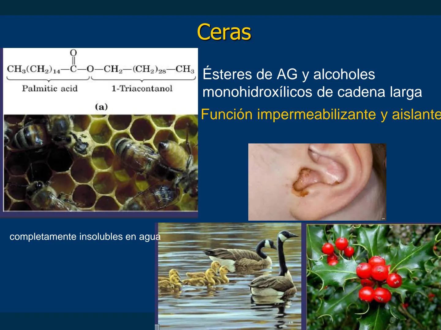 # Biomoléculas
Dra. Catiana Zampini
2019 # ¿Que compartimos todos los seres vivos? # Bioelementos
Elementos químicos que constituyen los se
