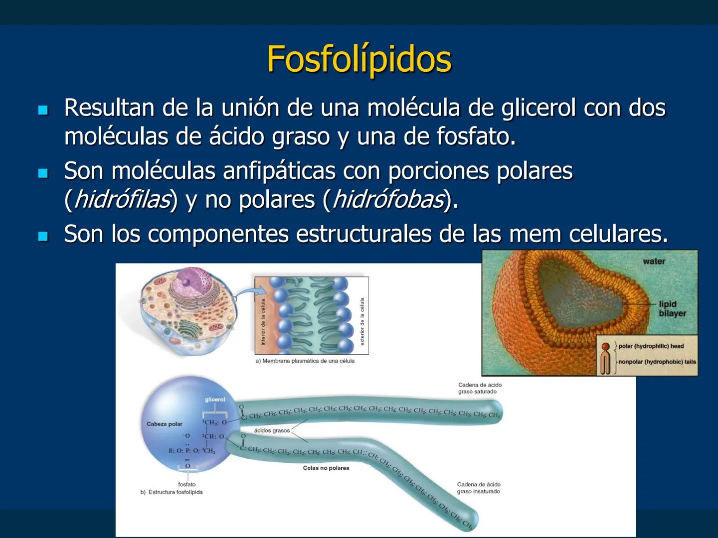 # Biomoléculas
Dra. Catiana Zampini
2019 # ¿Que compartimos todos los seres vivos? # Bioelementos
Elementos químicos que constituyen los se