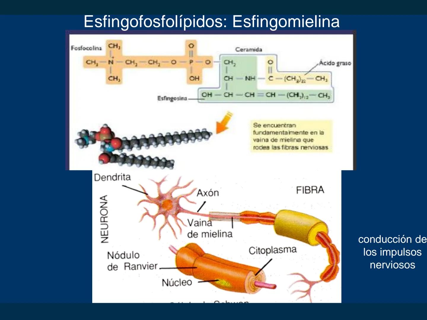 # Biomoléculas
Dra. Catiana Zampini
2019 # ¿Que compartimos todos los seres vivos? # Bioelementos
Elementos químicos que constituyen los se