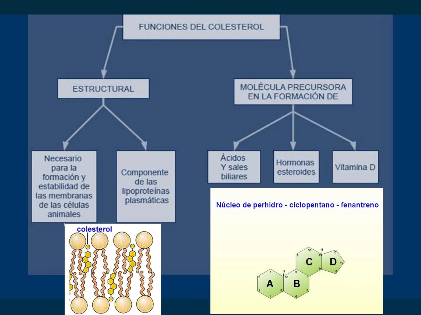 # Biomoléculas
Dra. Catiana Zampini
2019 # ¿Que compartimos todos los seres vivos? # Bioelementos
Elementos químicos que constituyen los se