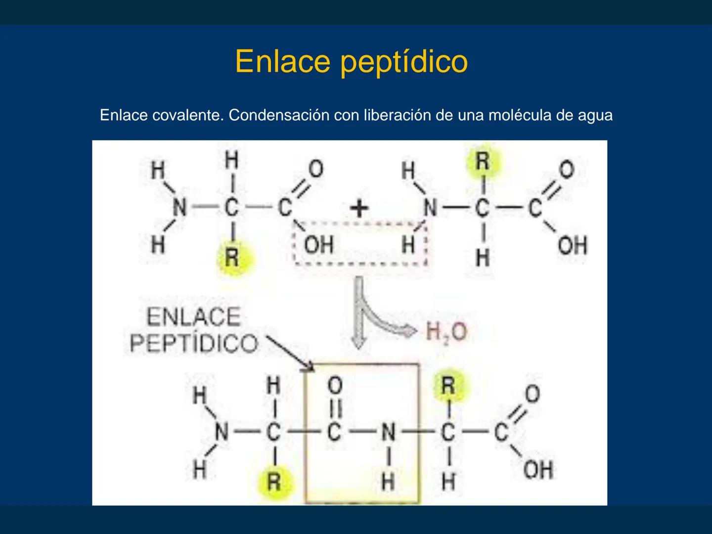# Biomoléculas
Dra. Catiana Zampini
2019 # ¿Que compartimos todos los seres vivos? # Bioelementos
Elementos químicos que constituyen los se