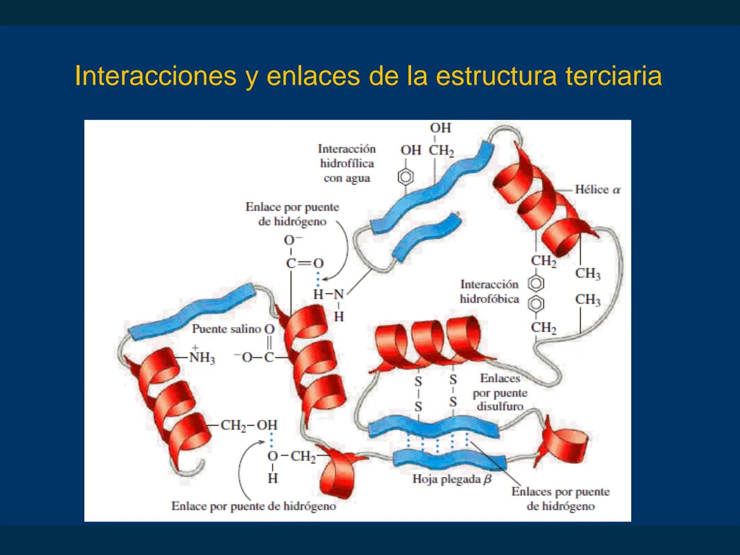 # Biomoléculas
Dra. Catiana Zampini
2019 # ¿Que compartimos todos los seres vivos? # Bioelementos
Elementos químicos que constituyen los se
