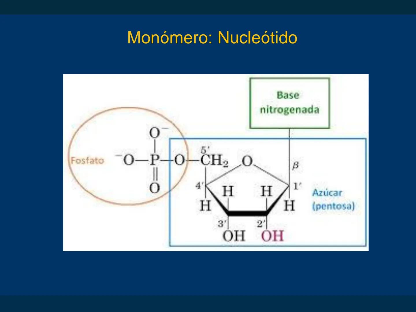 # Biomoléculas
Dra. Catiana Zampini
2019 # ¿Que compartimos todos los seres vivos? # Bioelementos
Elementos químicos que constituyen los se