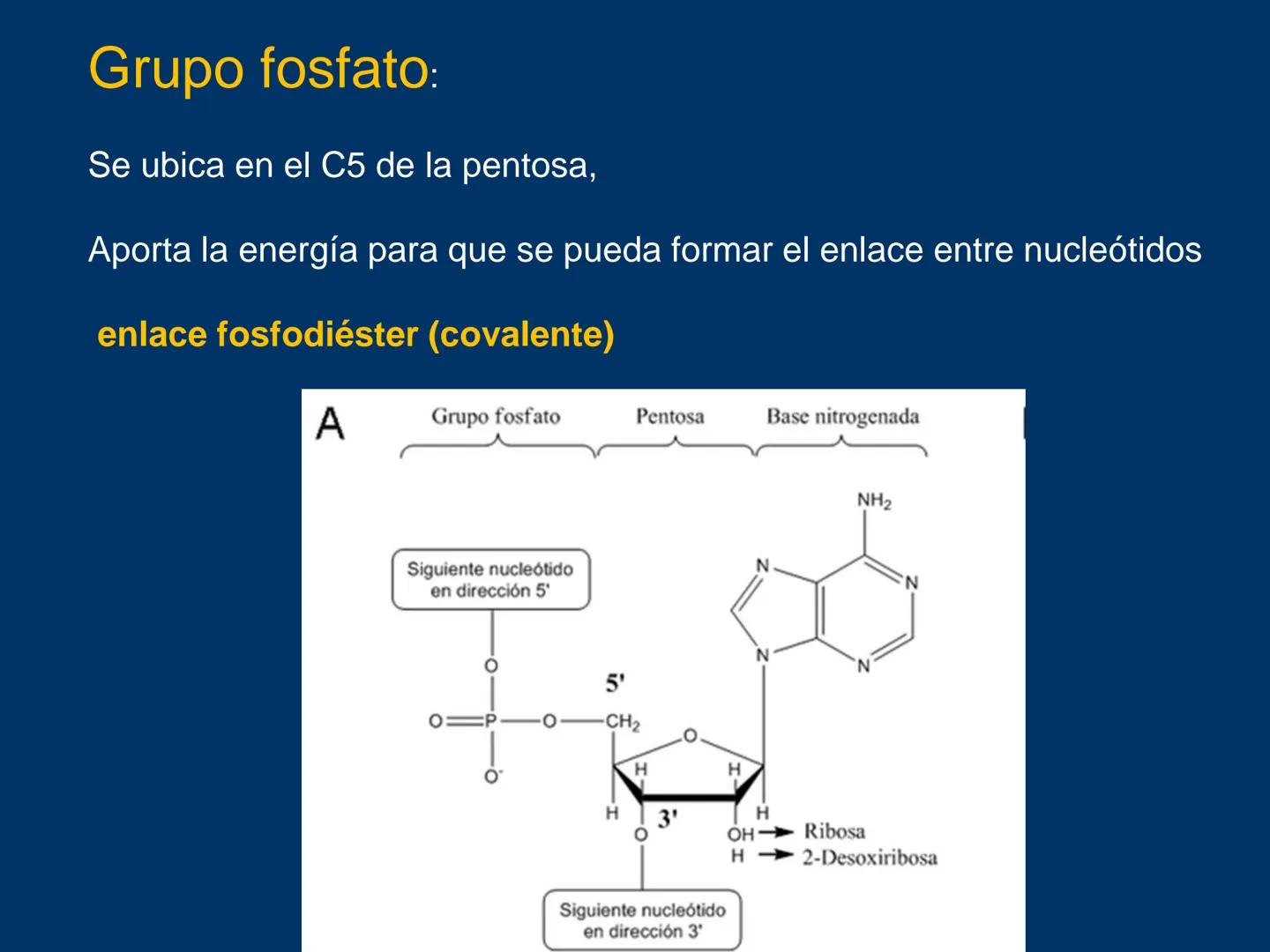 # Biomoléculas
Dra. Catiana Zampini
2019 # ¿Que compartimos todos los seres vivos? # Bioelementos
Elementos químicos que constituyen los se