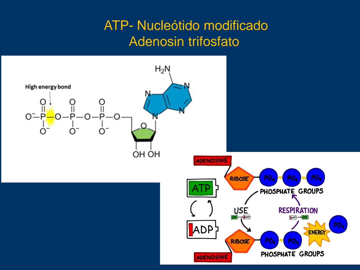 # Biomoléculas
Dra. Catiana Zampini
2019 # ¿Que compartimos todos los seres vivos? # Bioelementos
Elementos químicos que constituyen los se
