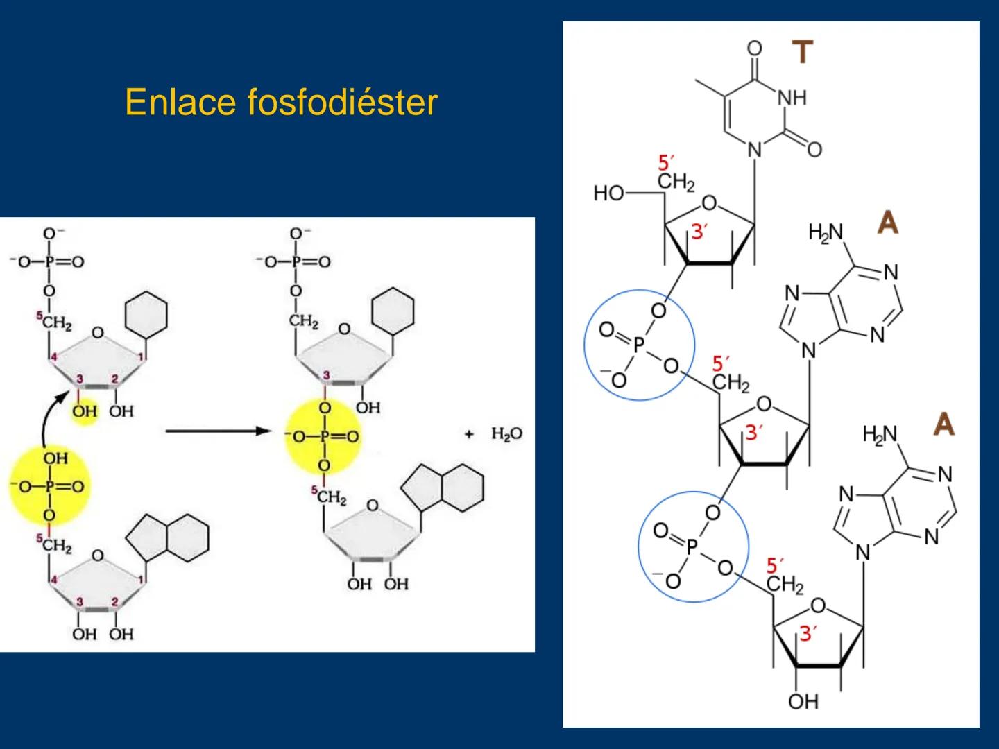 # Biomoléculas
Dra. Catiana Zampini
2019 # ¿Que compartimos todos los seres vivos? # Bioelementos
Elementos químicos que constituyen los se