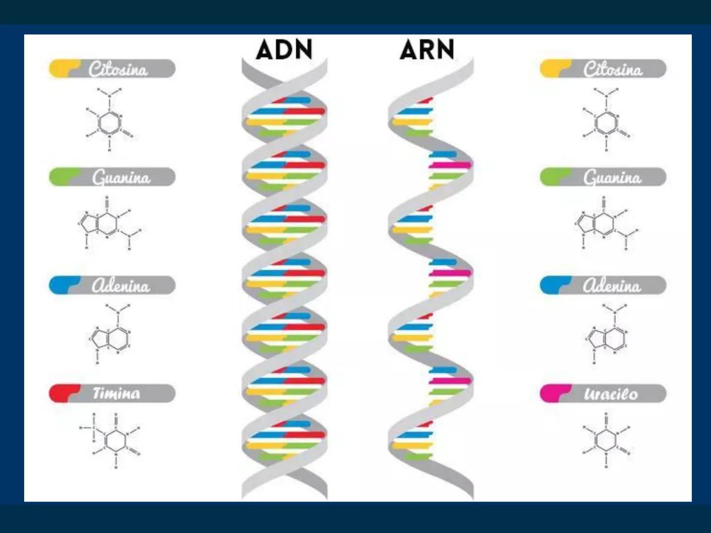 # Biomoléculas
Dra. Catiana Zampini
2019 # ¿Que compartimos todos los seres vivos? # Bioelementos
Elementos químicos que constituyen los se