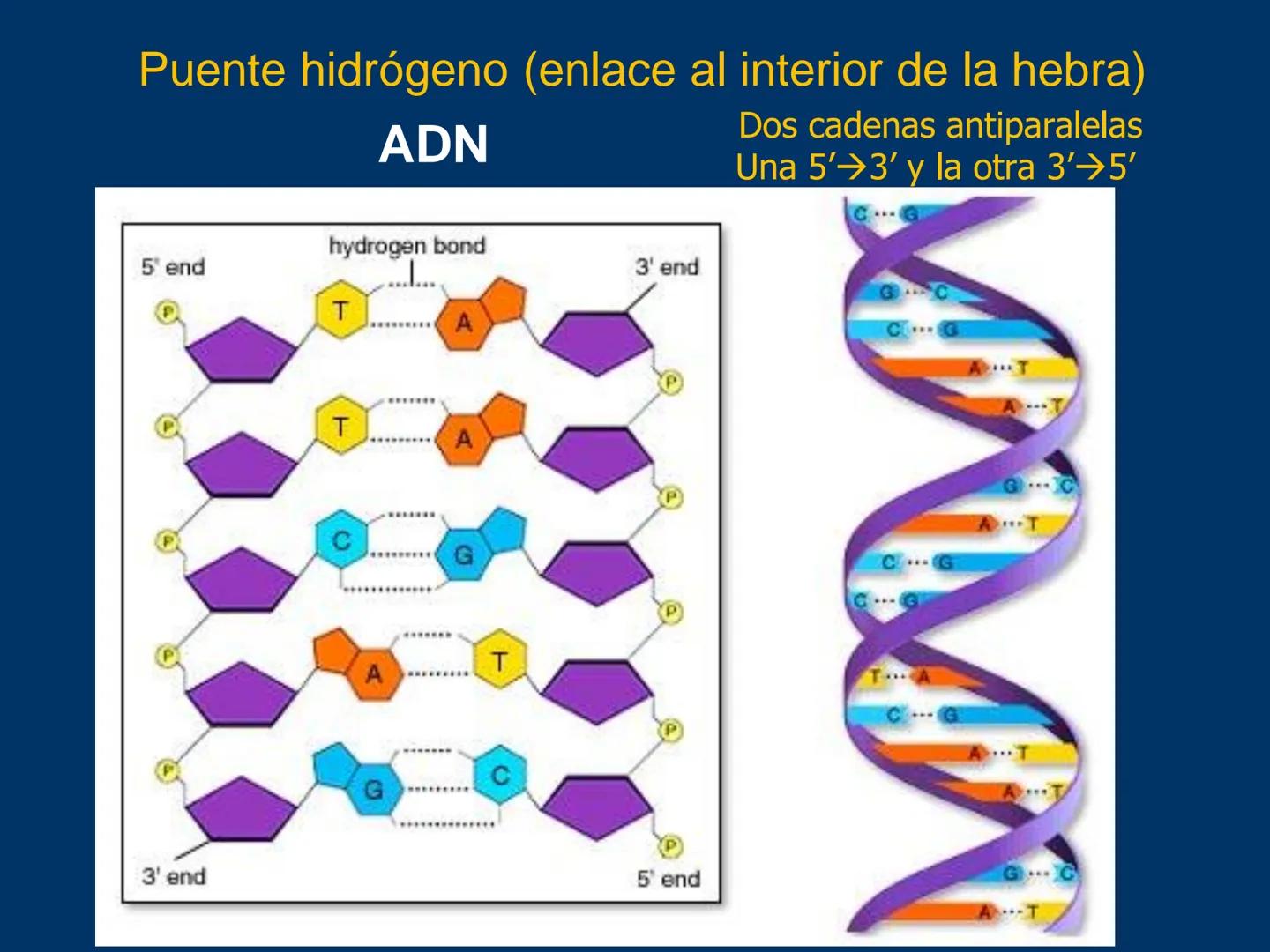 # Biomoléculas
Dra. Catiana Zampini
2019 # ¿Que compartimos todos los seres vivos? # Bioelementos
Elementos químicos que constituyen los se