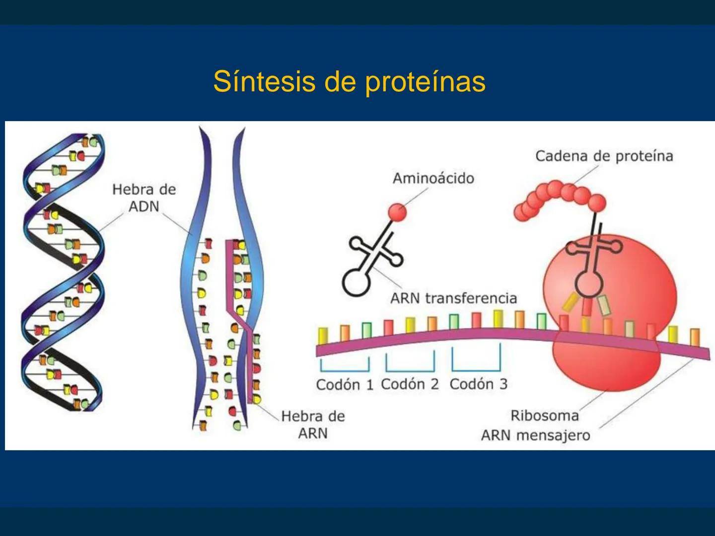 # Biomoléculas
Dra. Catiana Zampini
2019 # ¿Que compartimos todos los seres vivos? # Bioelementos
Elementos químicos que constituyen los se
