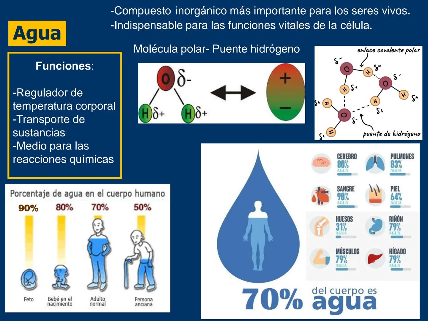 # Biomoléculas
Dra. Catiana Zampini
2019 # ¿Que compartimos todos los seres vivos? # Bioelementos
Elementos químicos que constituyen los se