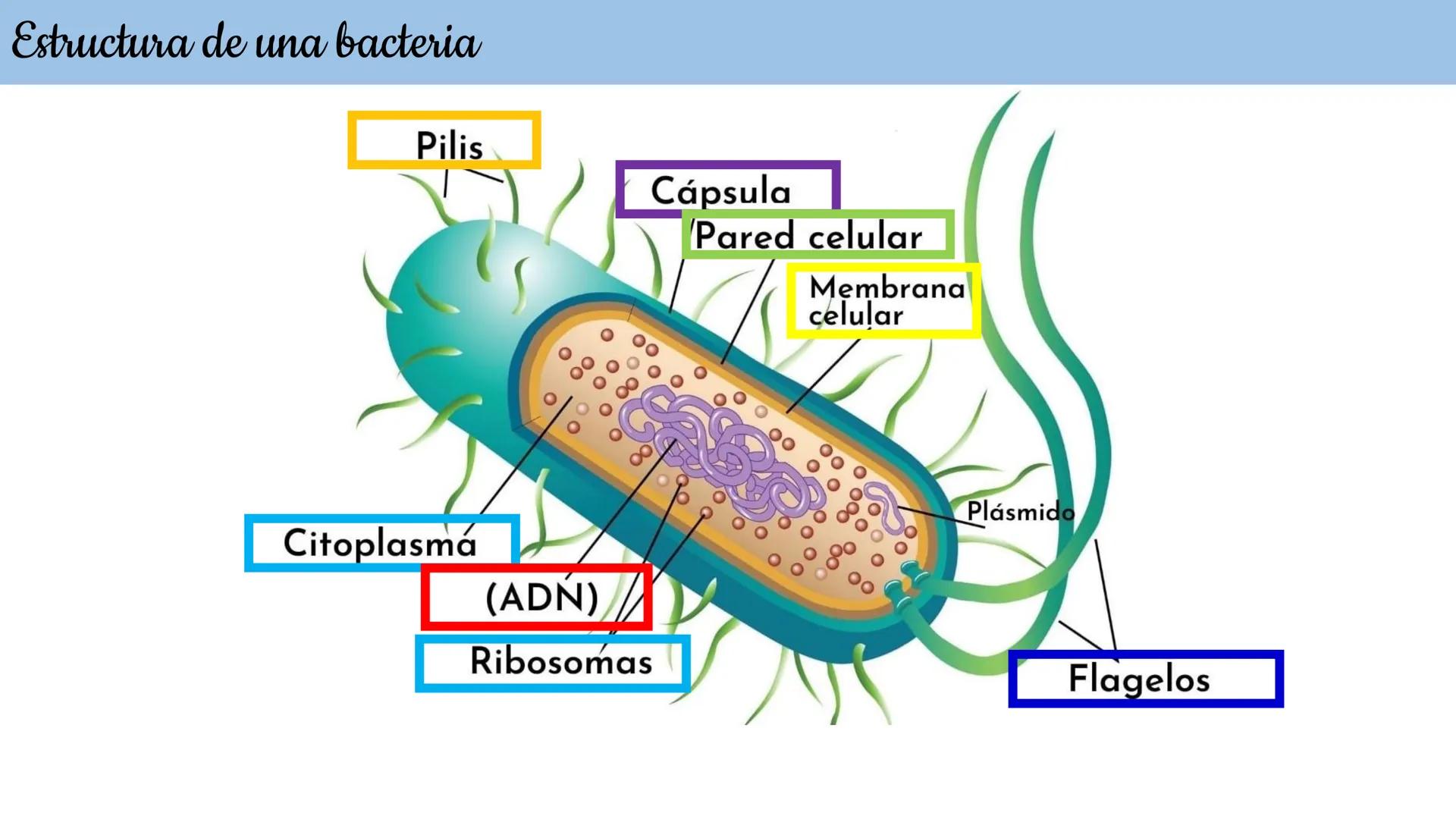 Biología Celular y de los
Microorganismos
(Licenciatura)
Lic. María José Martínez Monteros
Tema IX: Dominios Archaea y Bacteria Flavobacte