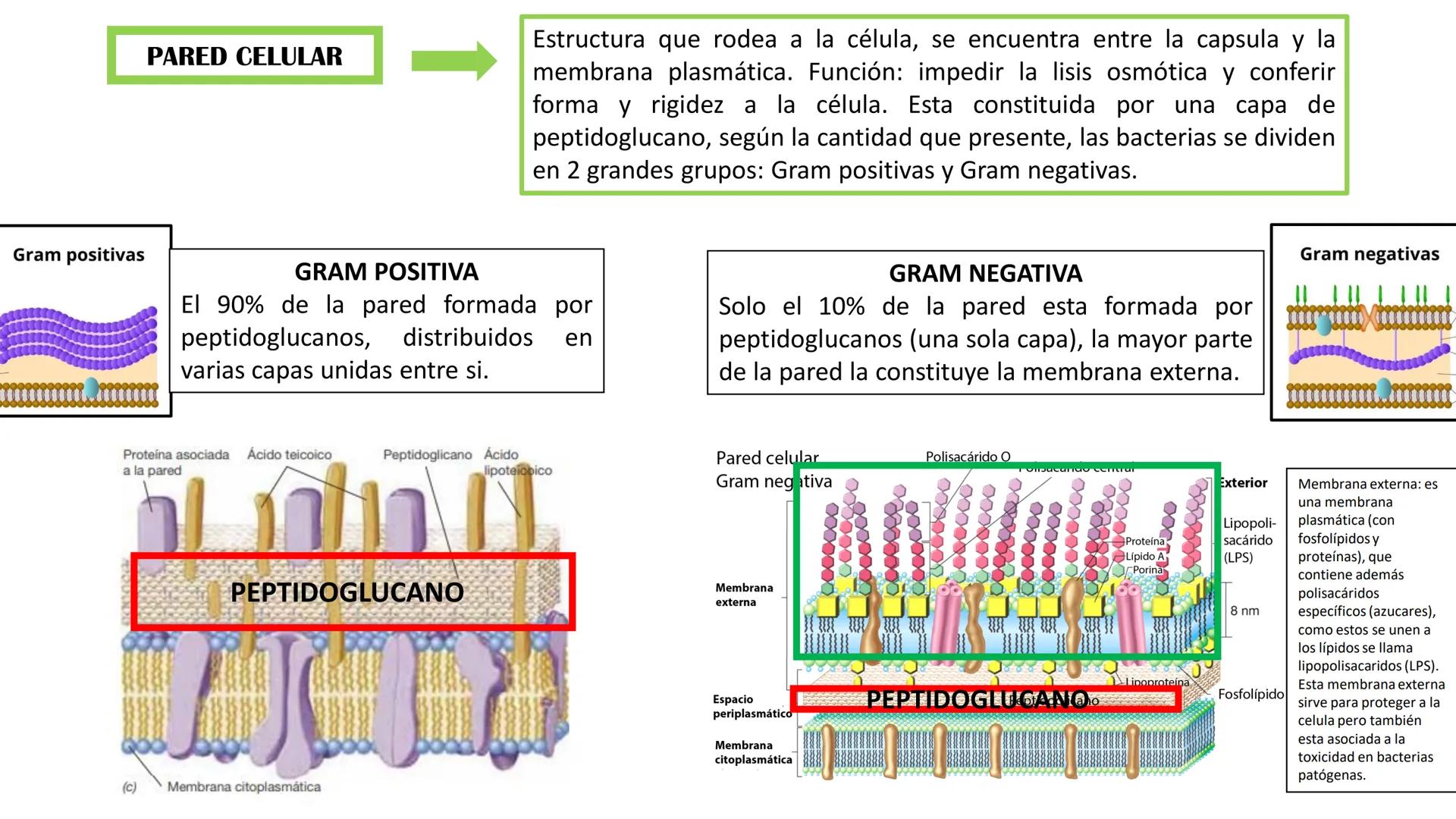 Biología Celular y de los
Microorganismos
(Licenciatura)
Lic. María José Martínez Monteros
Tema IX: Dominios Archaea y Bacteria Flavobacte