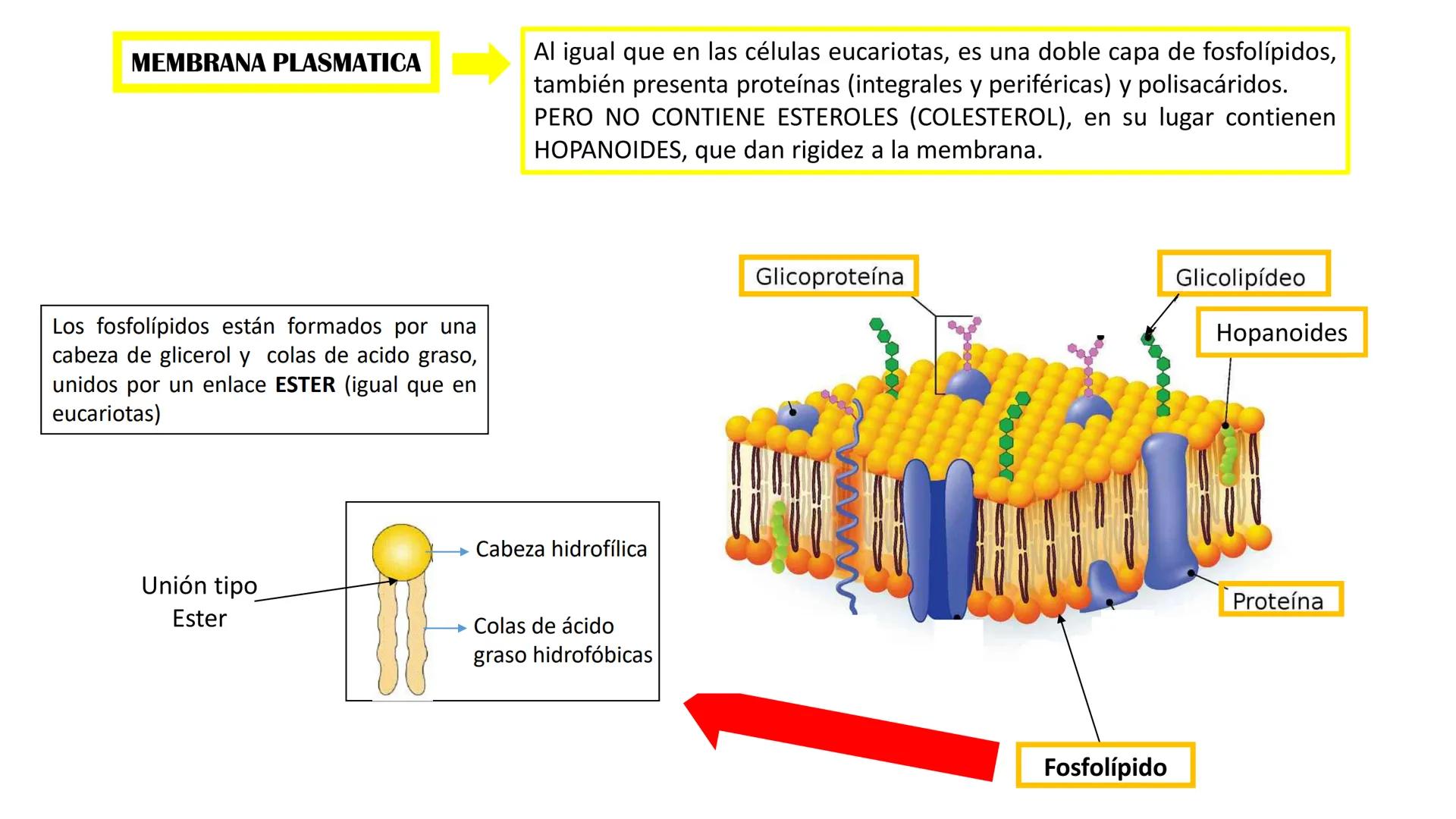 Biología Celular y de los
Microorganismos
(Licenciatura)
Lic. María José Martínez Monteros
Tema IX: Dominios Archaea y Bacteria Flavobacte