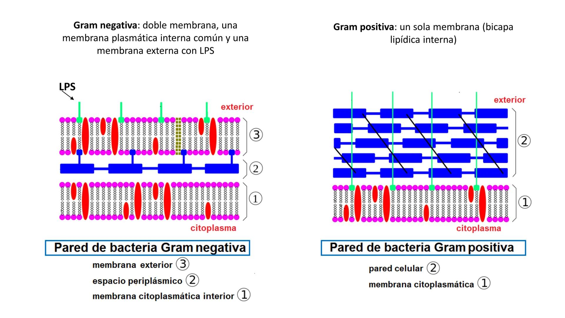 Biología Celular y de los
Microorganismos
(Licenciatura)
Lic. María José Martínez Monteros
Tema IX: Dominios Archaea y Bacteria Flavobacte