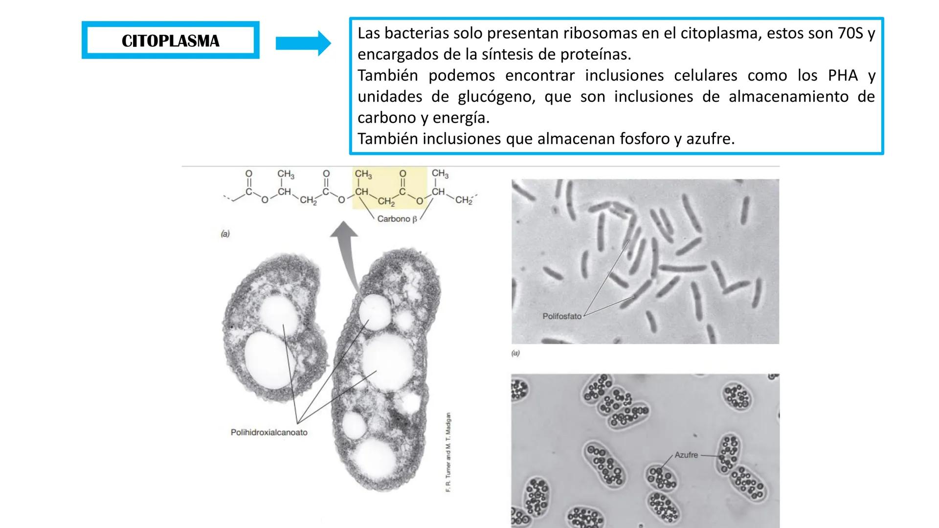Biología Celular y de los
Microorganismos
(Licenciatura)
Lic. María José Martínez Monteros
Tema IX: Dominios Archaea y Bacteria Flavobacte