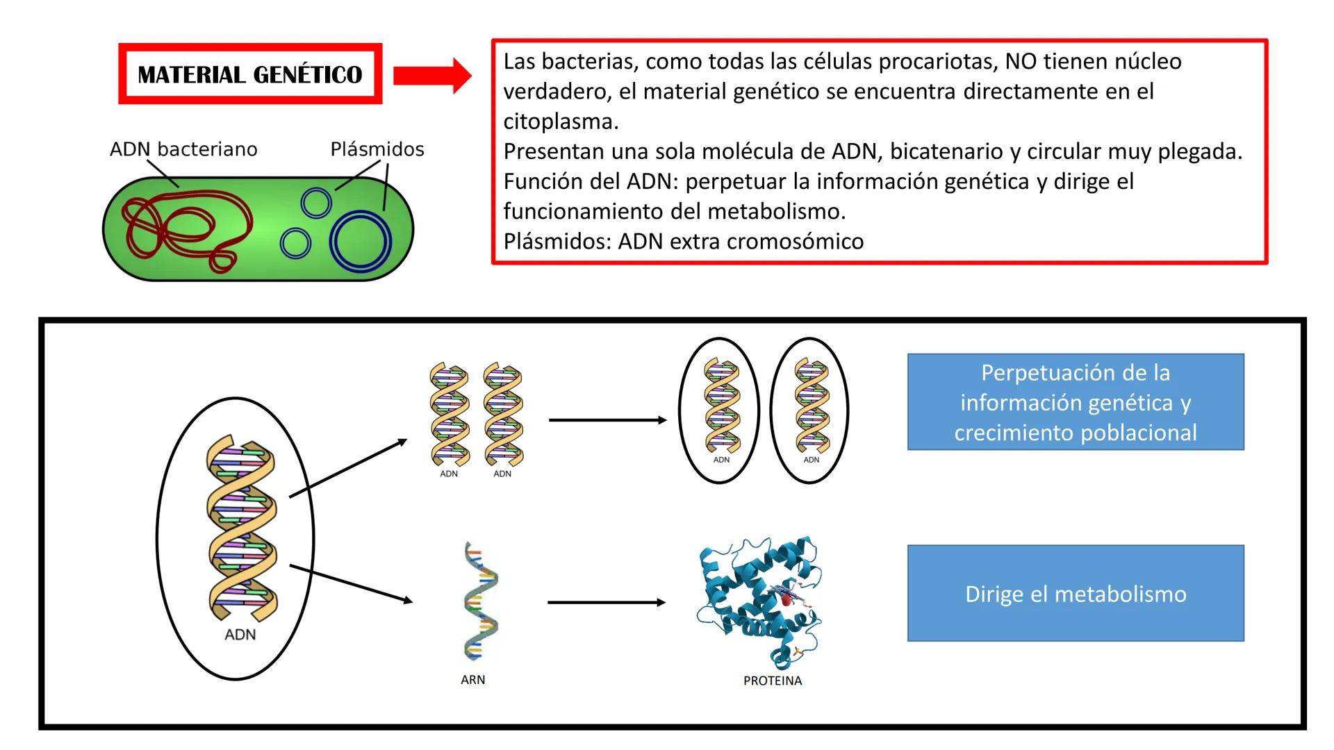 Biología Celular y de los
Microorganismos
(Licenciatura)
Lic. María José Martínez Monteros
Tema IX: Dominios Archaea y Bacteria Flavobacte