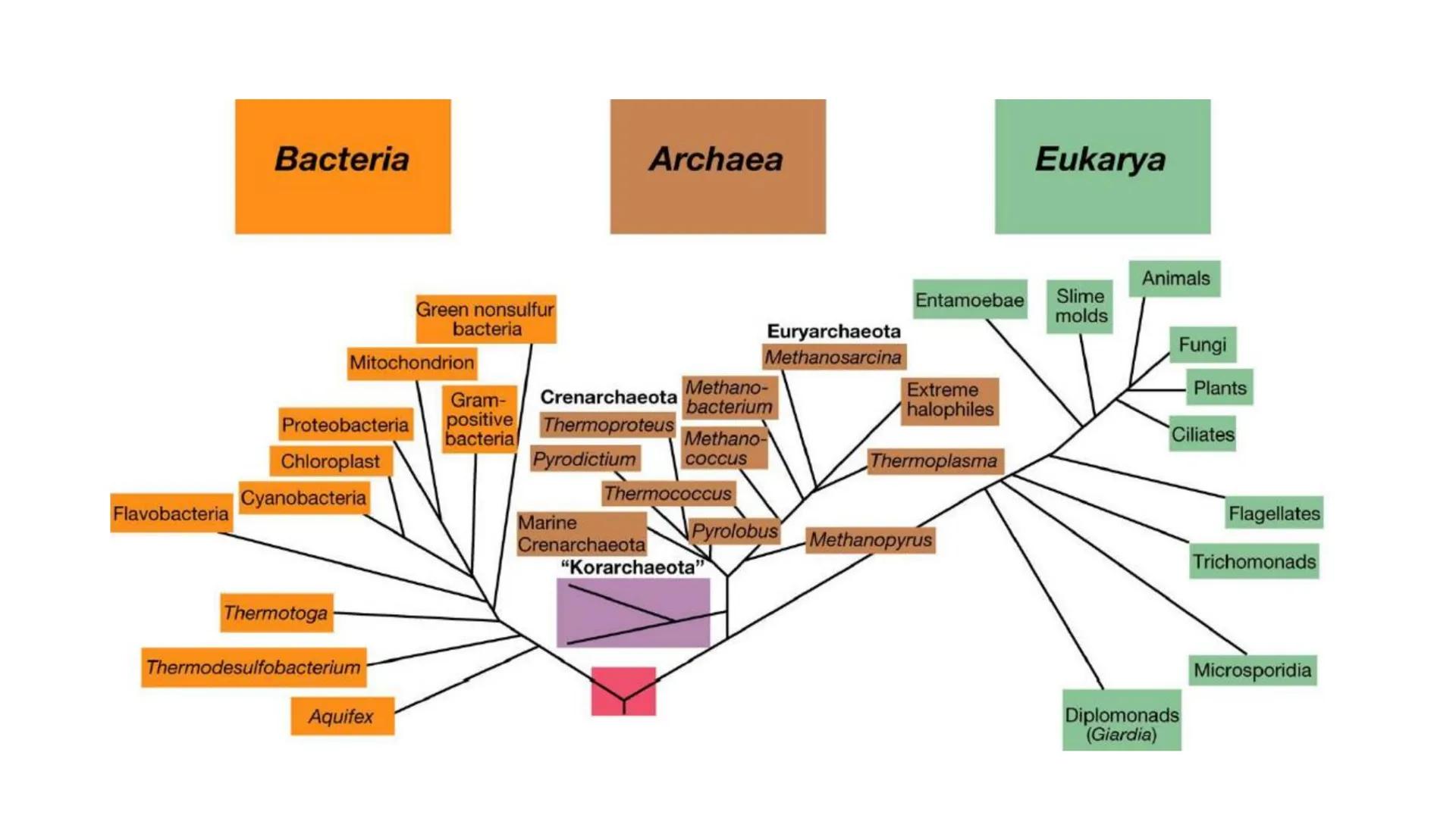 Biología Celular y de los
Microorganismos
(Licenciatura)
Lic. María José Martínez Monteros
Tema IX: Dominios Archaea y Bacteria Flavobacte