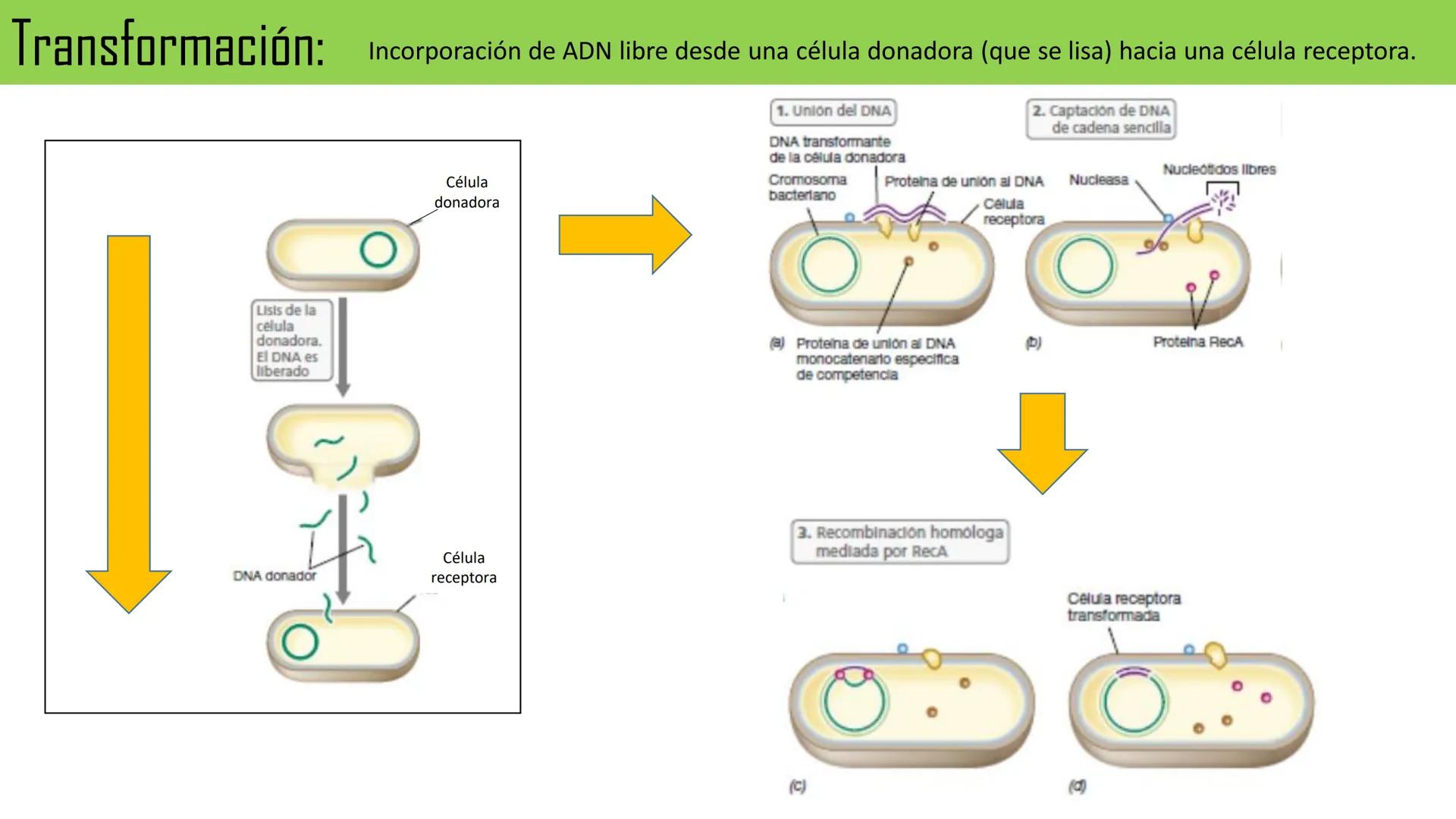 Biología Celular y de los
Microorganismos
(Licenciatura)
Lic. María José Martínez Monteros
Tema IX: Dominios Archaea y Bacteria Flavobacte