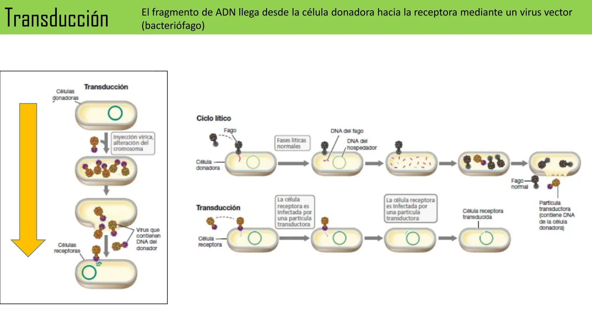 Biología Celular y de los
Microorganismos
(Licenciatura)
Lic. María José Martínez Monteros
Tema IX: Dominios Archaea y Bacteria Flavobacte